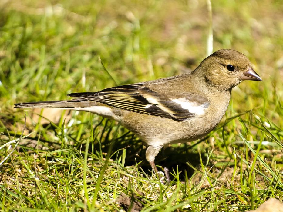 Fink Chaffinch Bird free image download