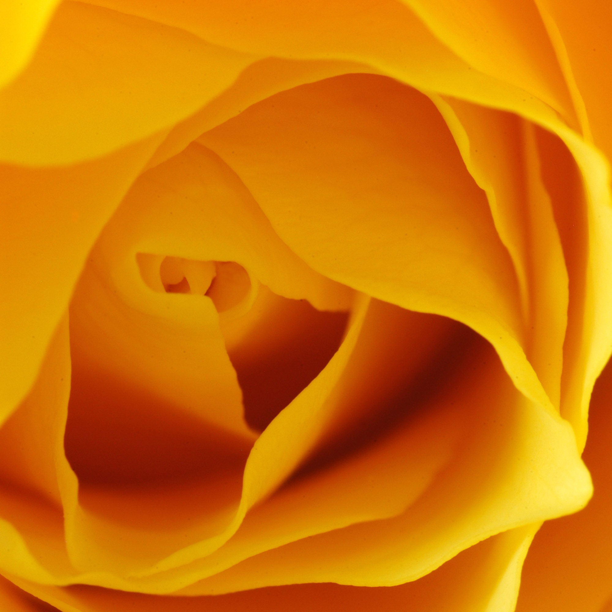 Rose Yellow Nature free image download