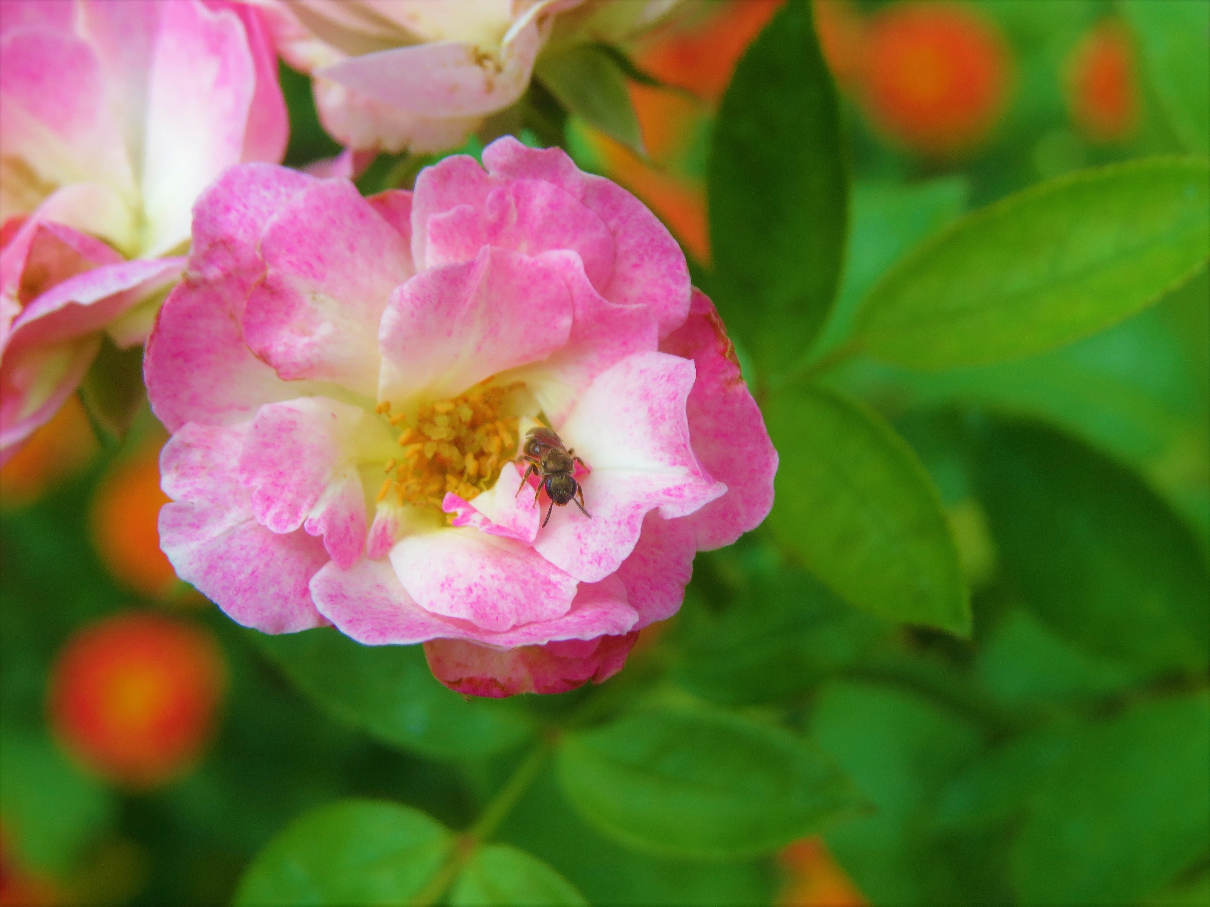 Rose Pink Flower Insect free image download