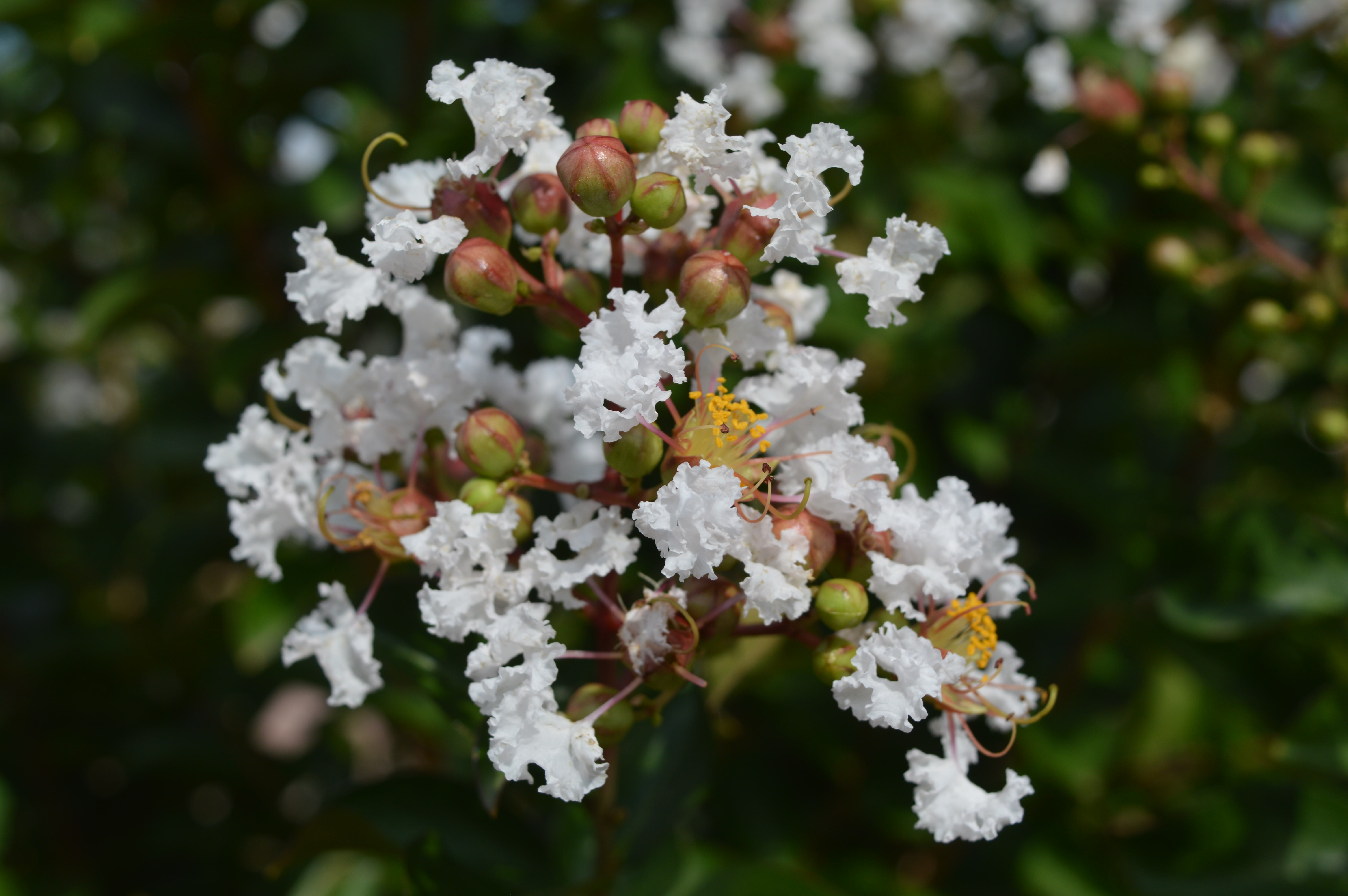 Flower Tree White free image download