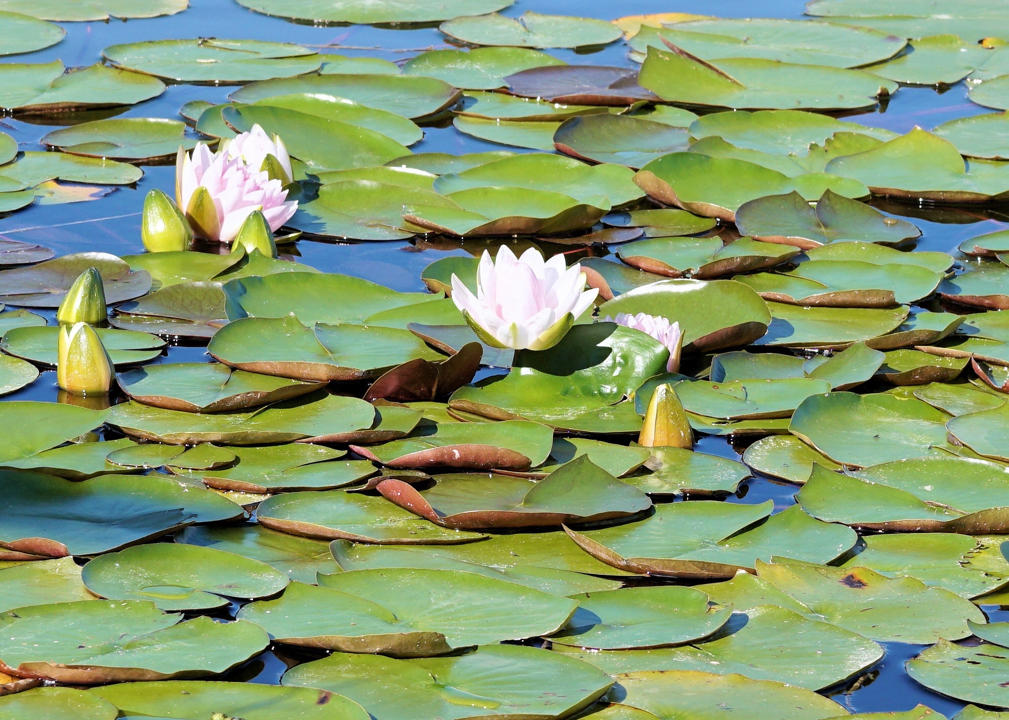 Water Lily Pond Blossom free image download