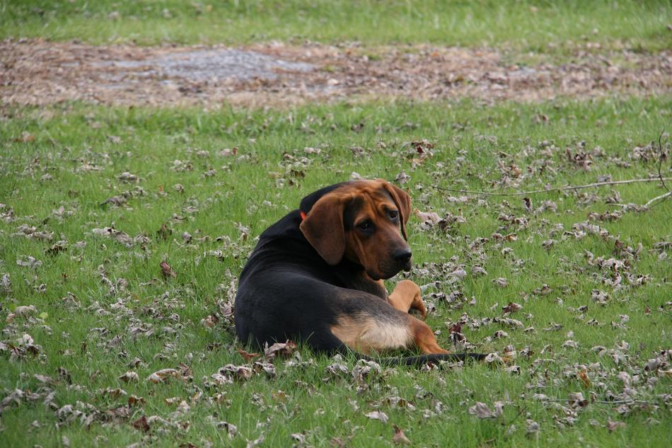 Dog Outside Laying Down free image download