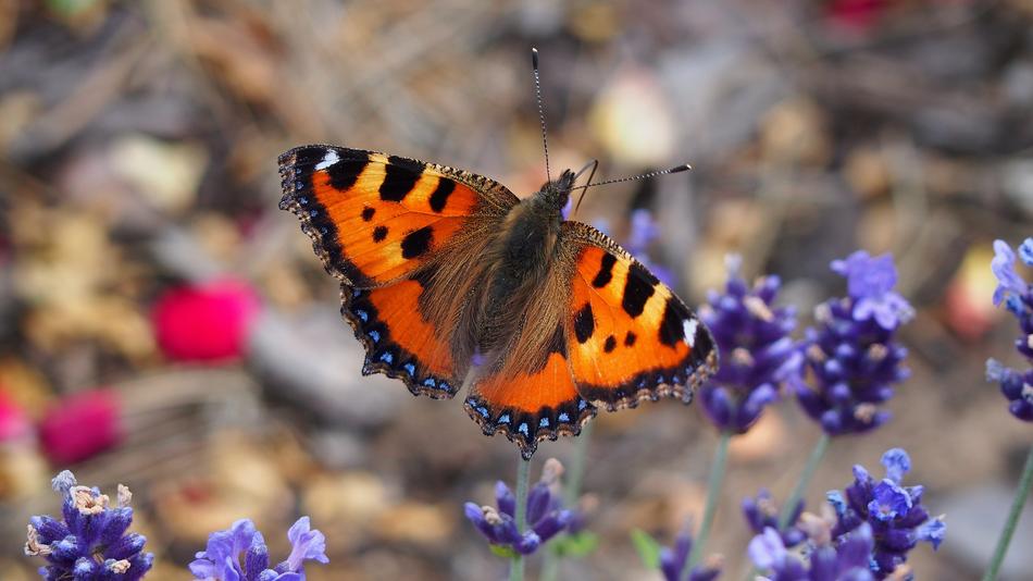 Animals Butterfly Insect free image download