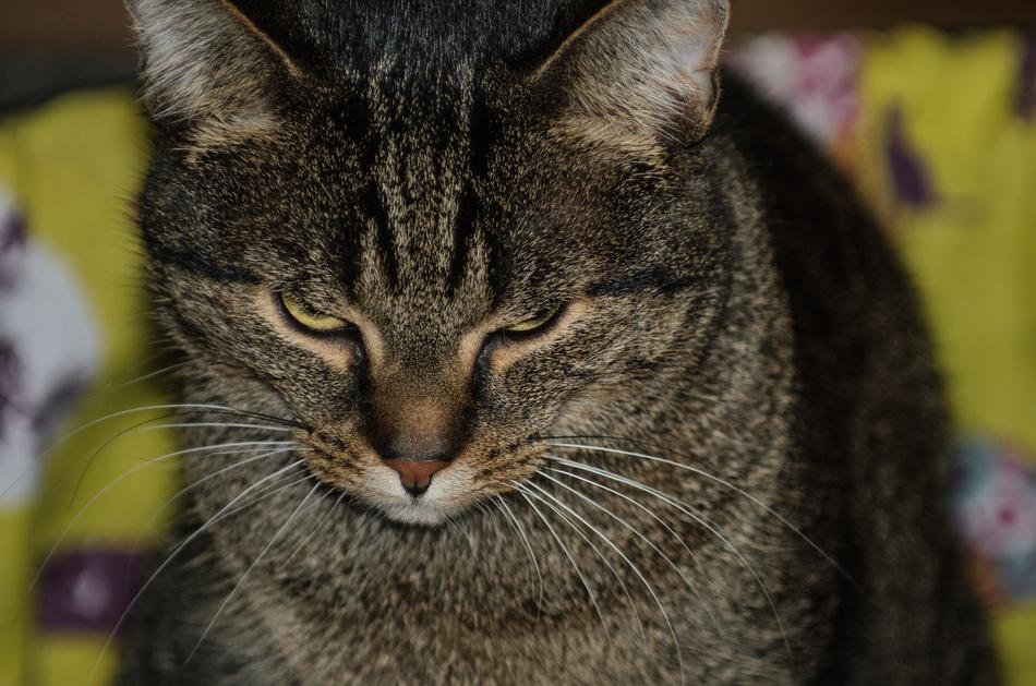 Cat Pets Domestic free image download