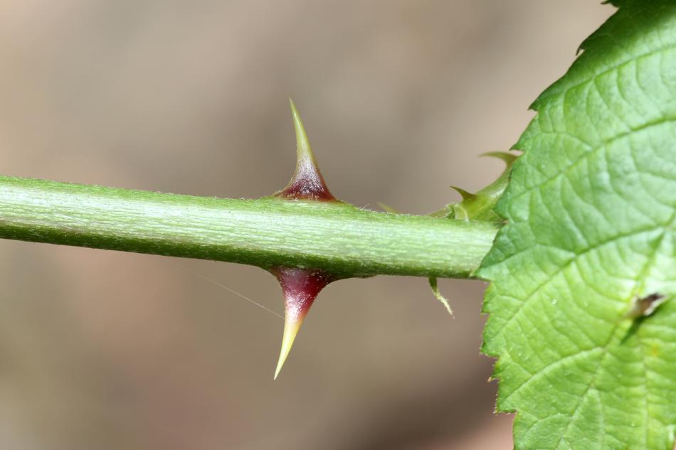 Green Thorns on Rose Sting free image download