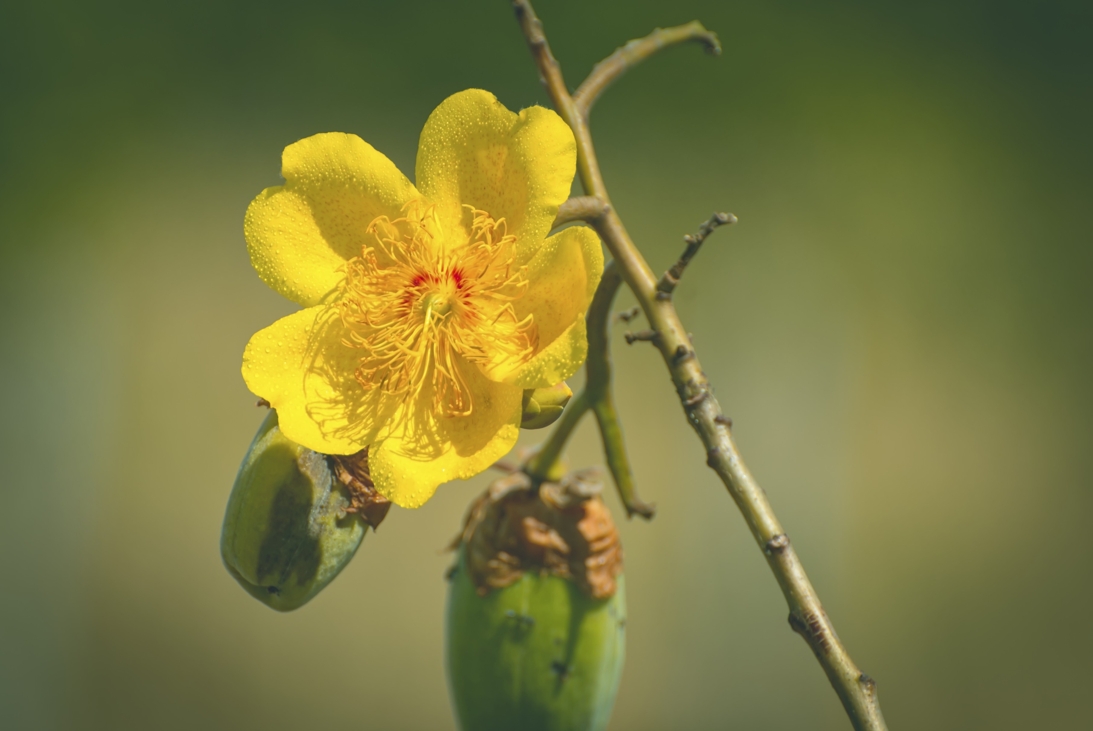 Yellow Flower Flowers Brazil free image download