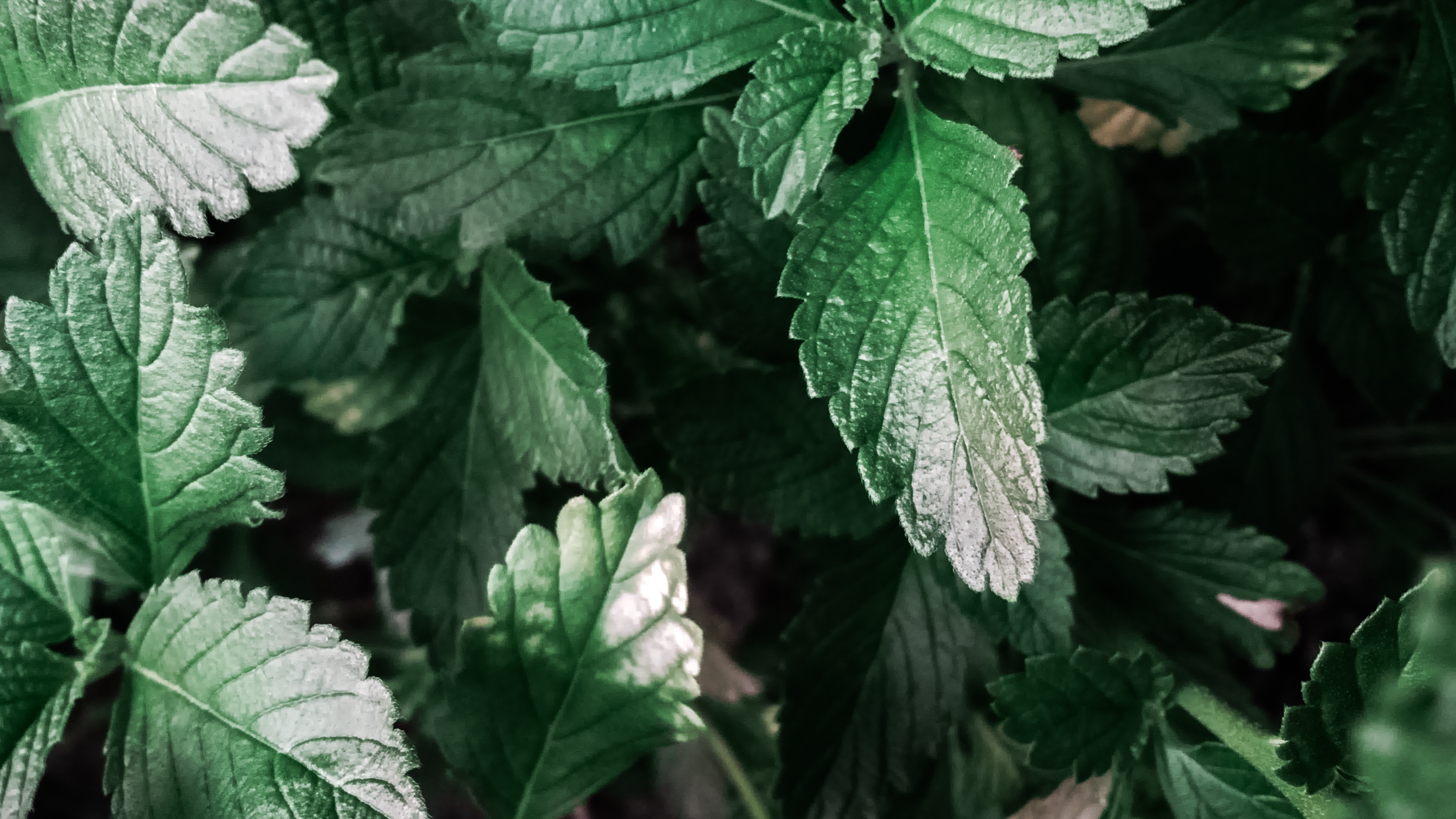Green Plants Leaves free image download