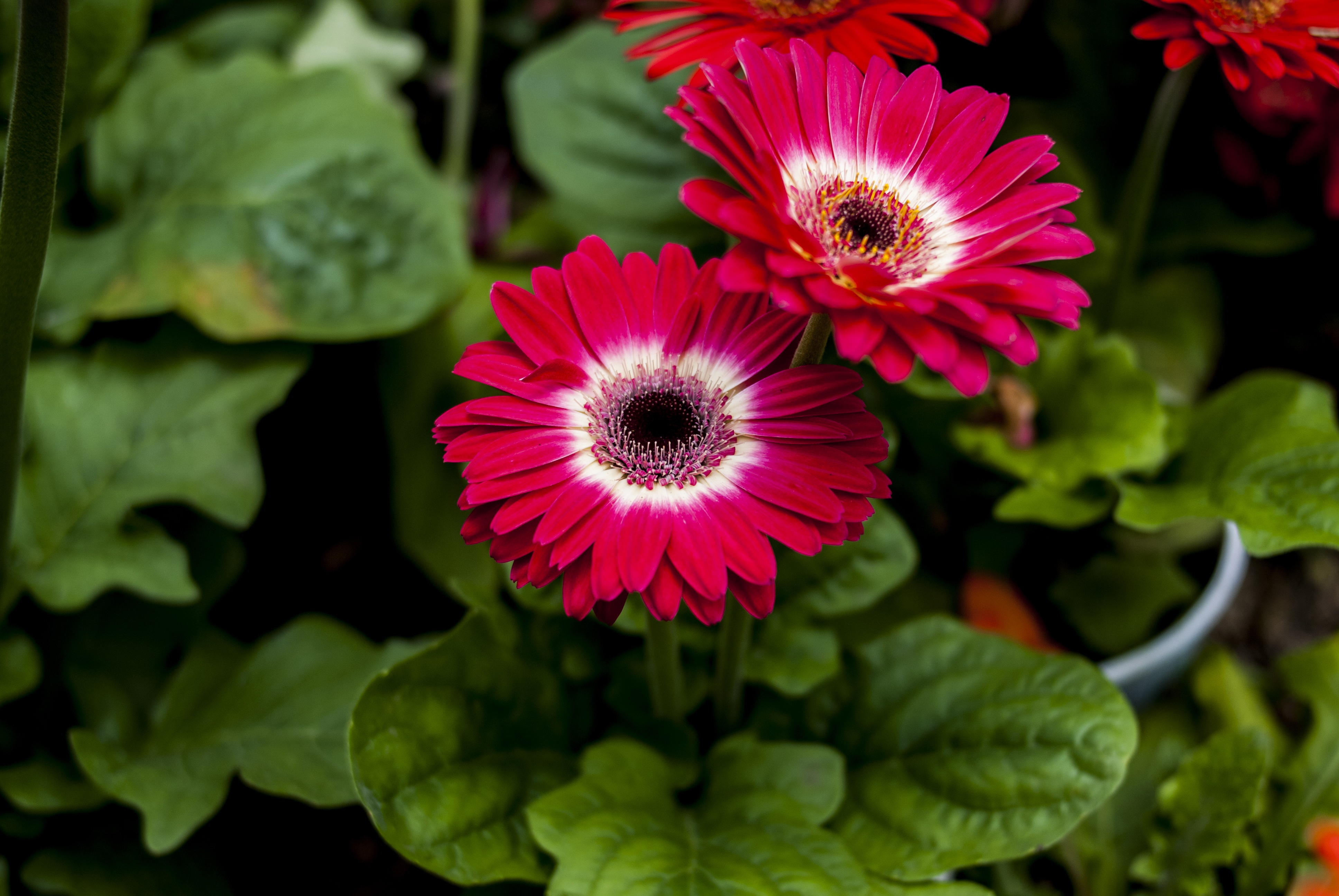 Beauty Flower Plant free image download