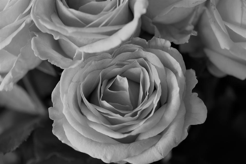 Roses Flowers Black And White free image download