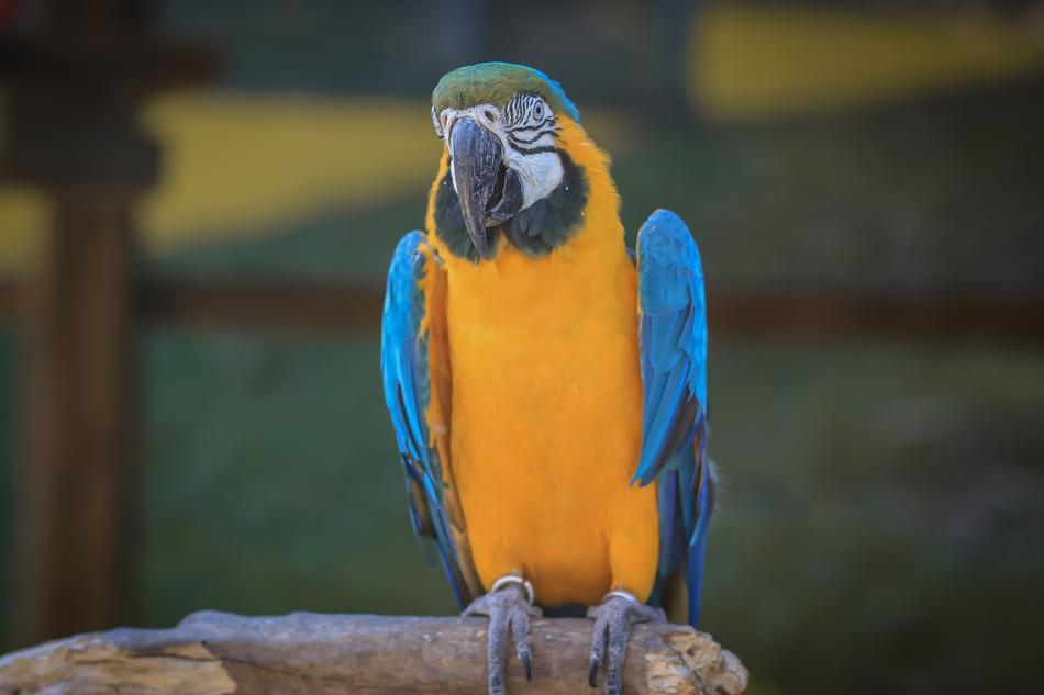 Macaw Ave Bird free image download