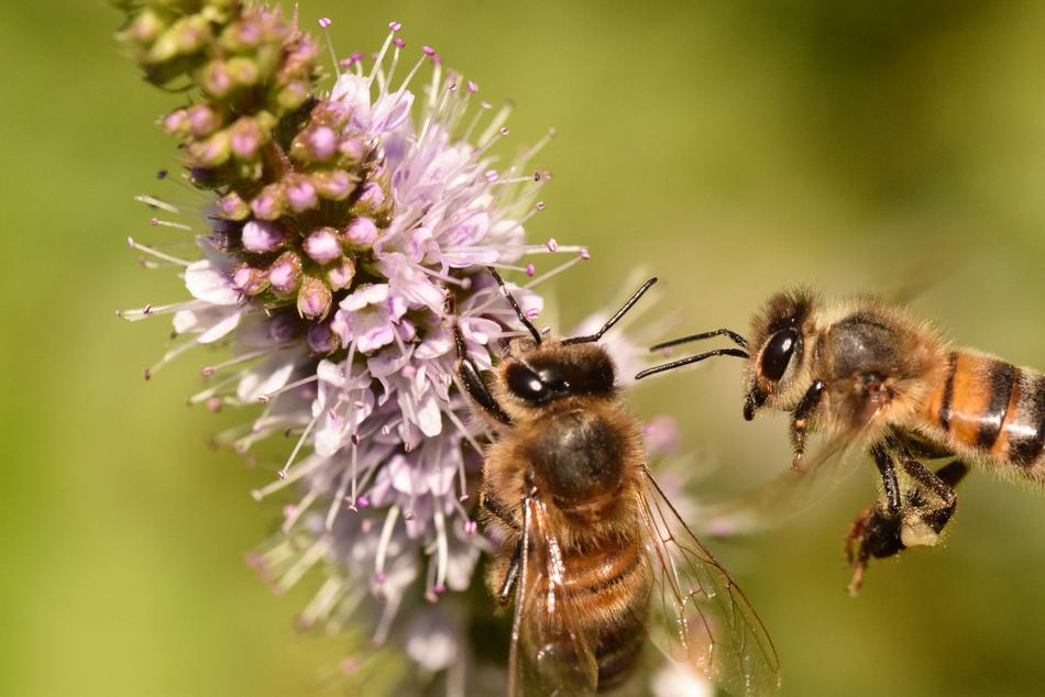 Bees Forage Macro free image download
