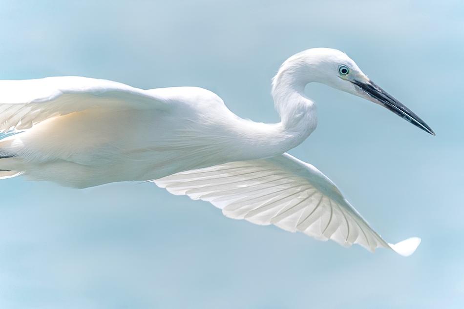 White Heron Wildlife Bird In free image download