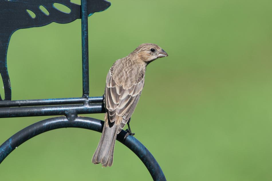 Bird Finch House free image download
