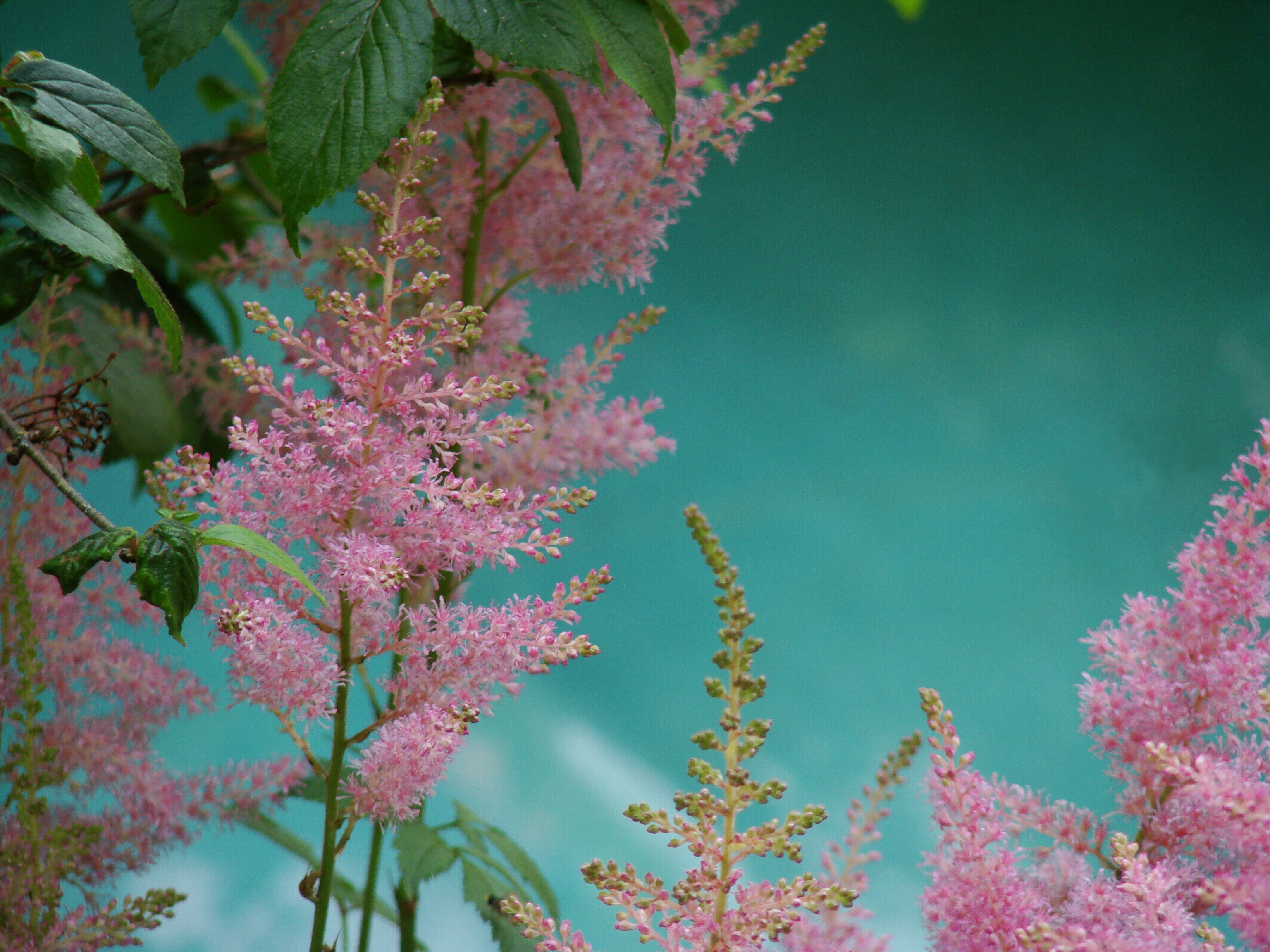 Plant Flowers Pink free image download