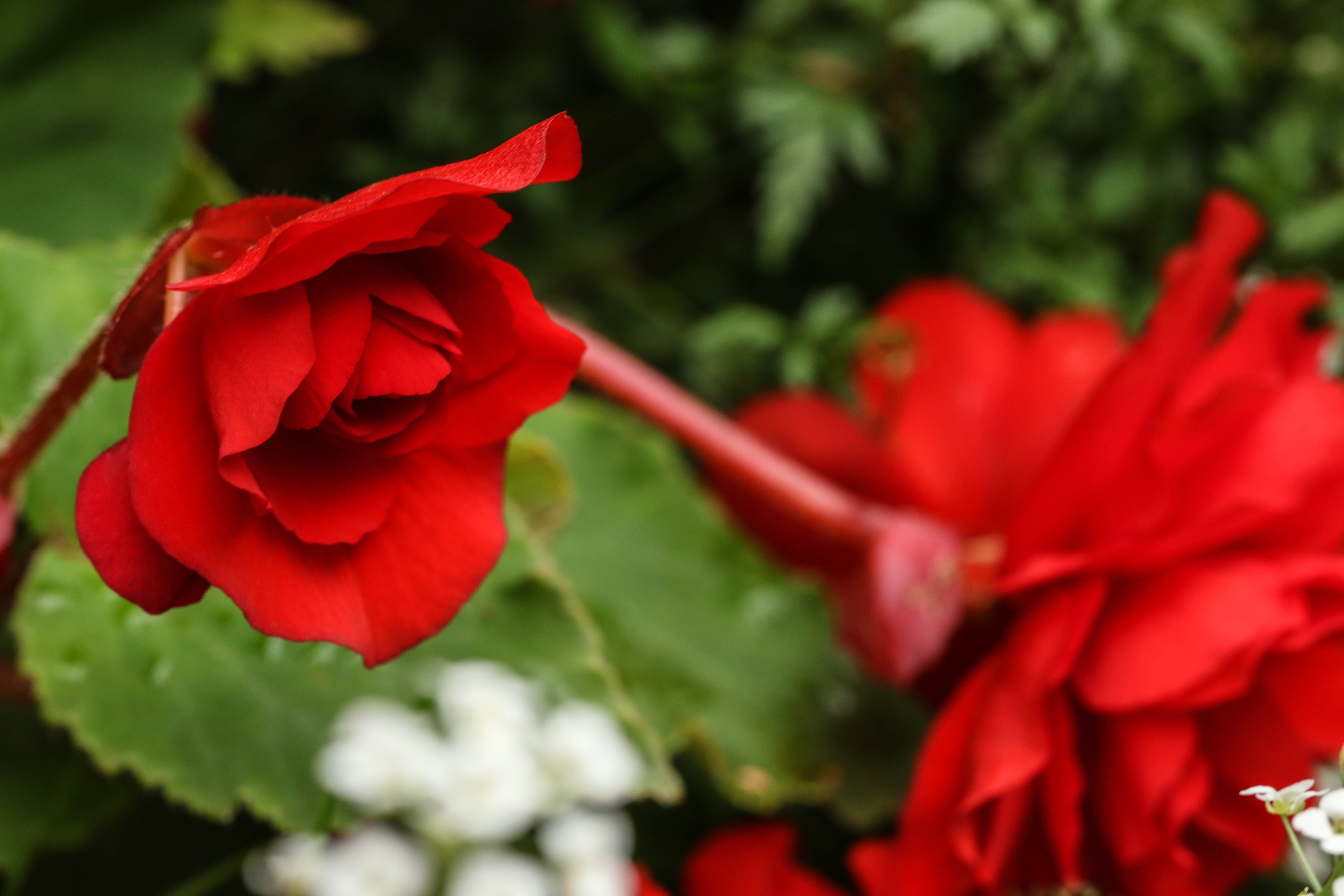 Rose Flower Garden free image download