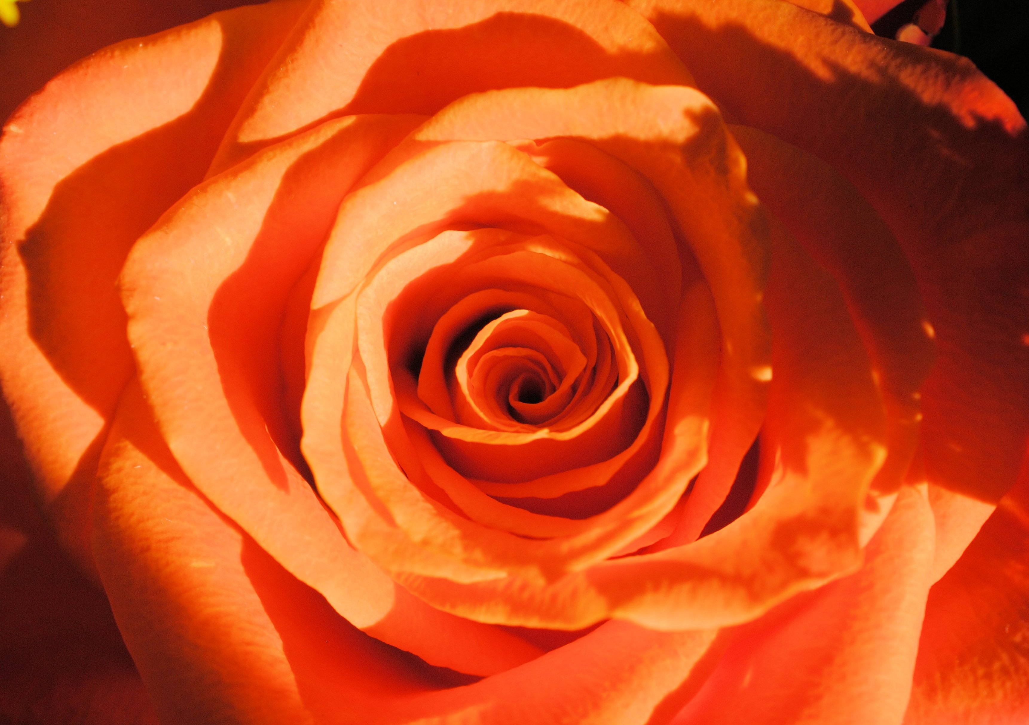 Rose Orange Nature free image download