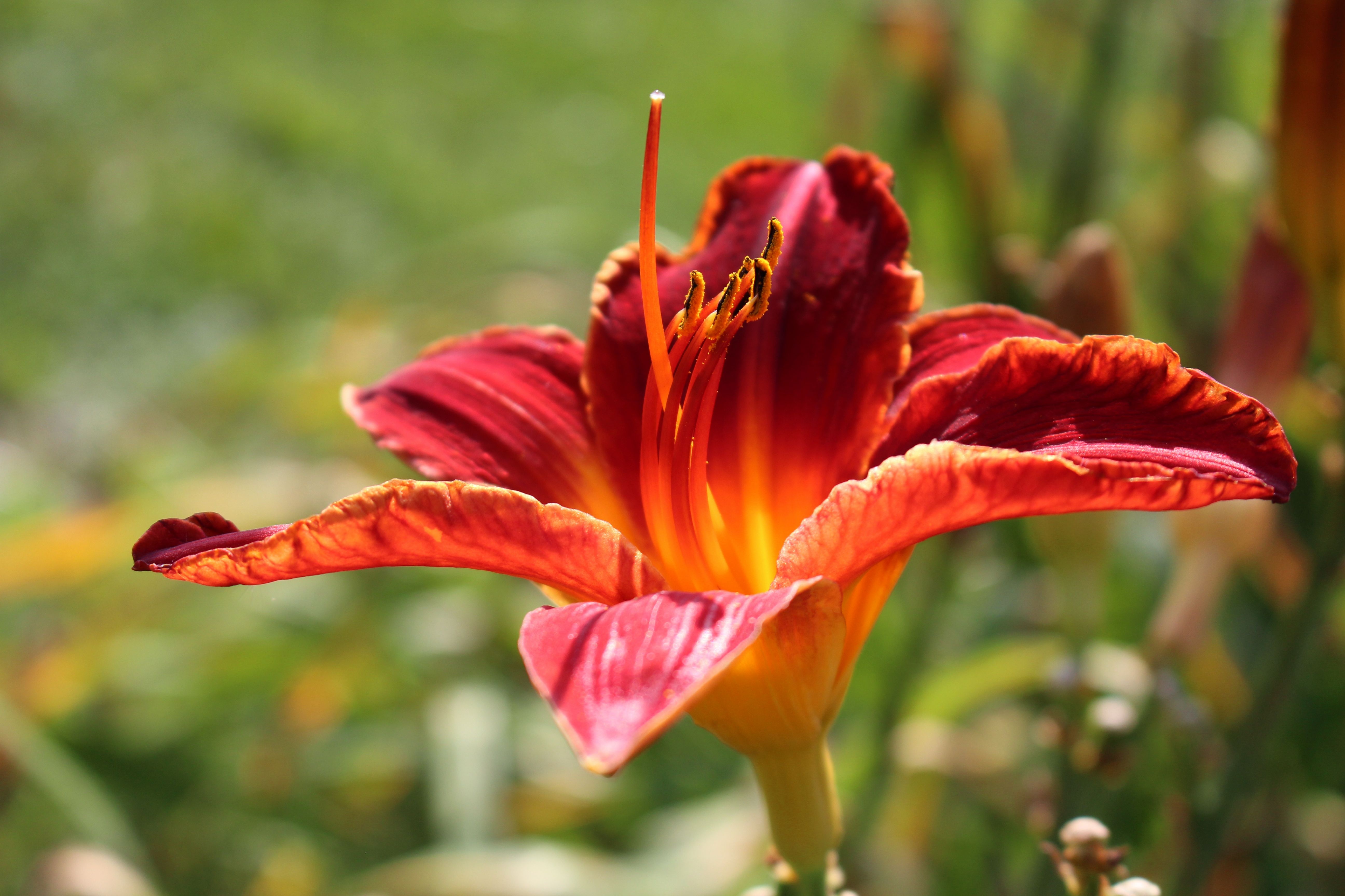 Daylilies Day Lilies Flower free image download