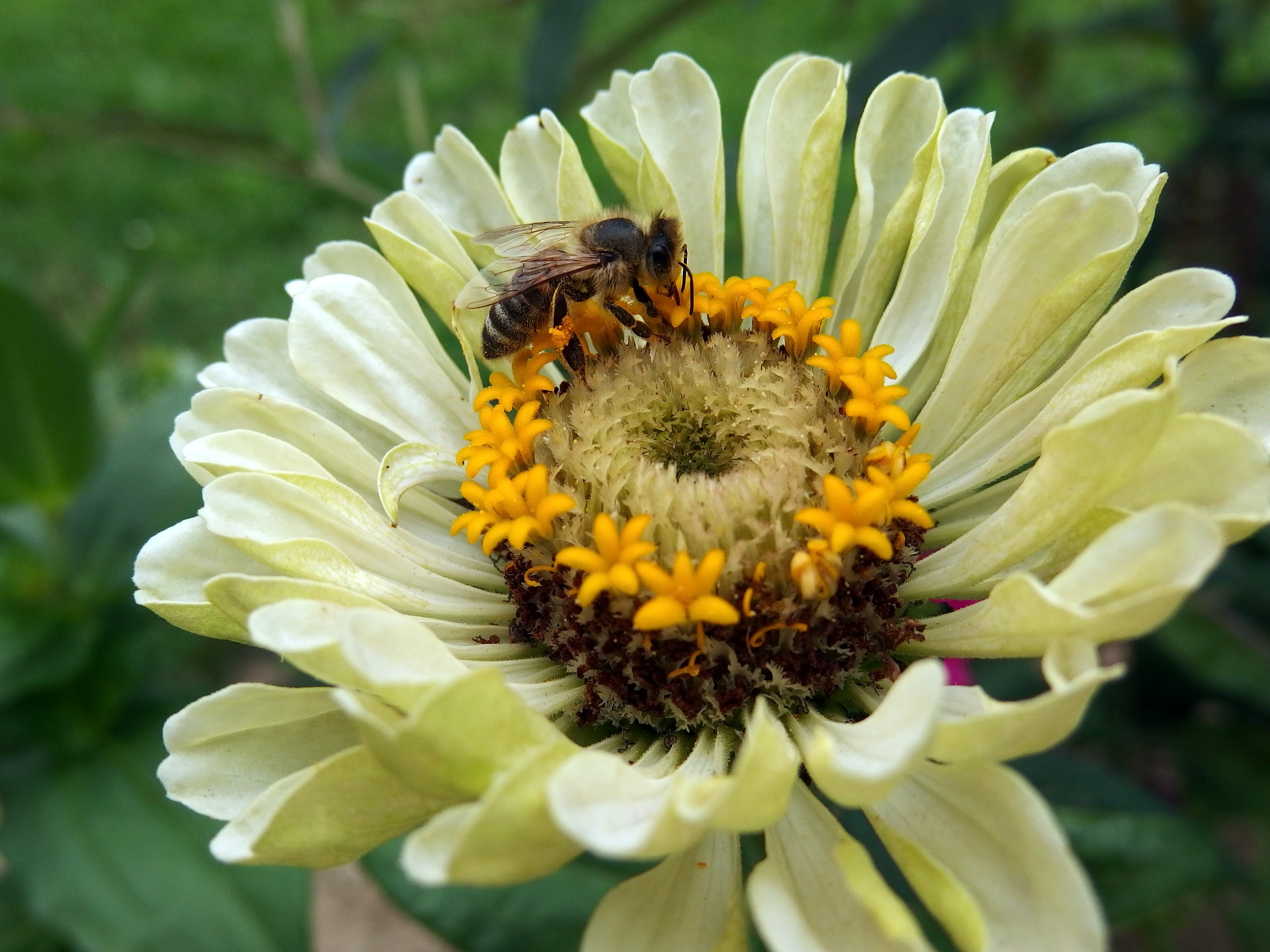 Zinnia Bee Flower free image download