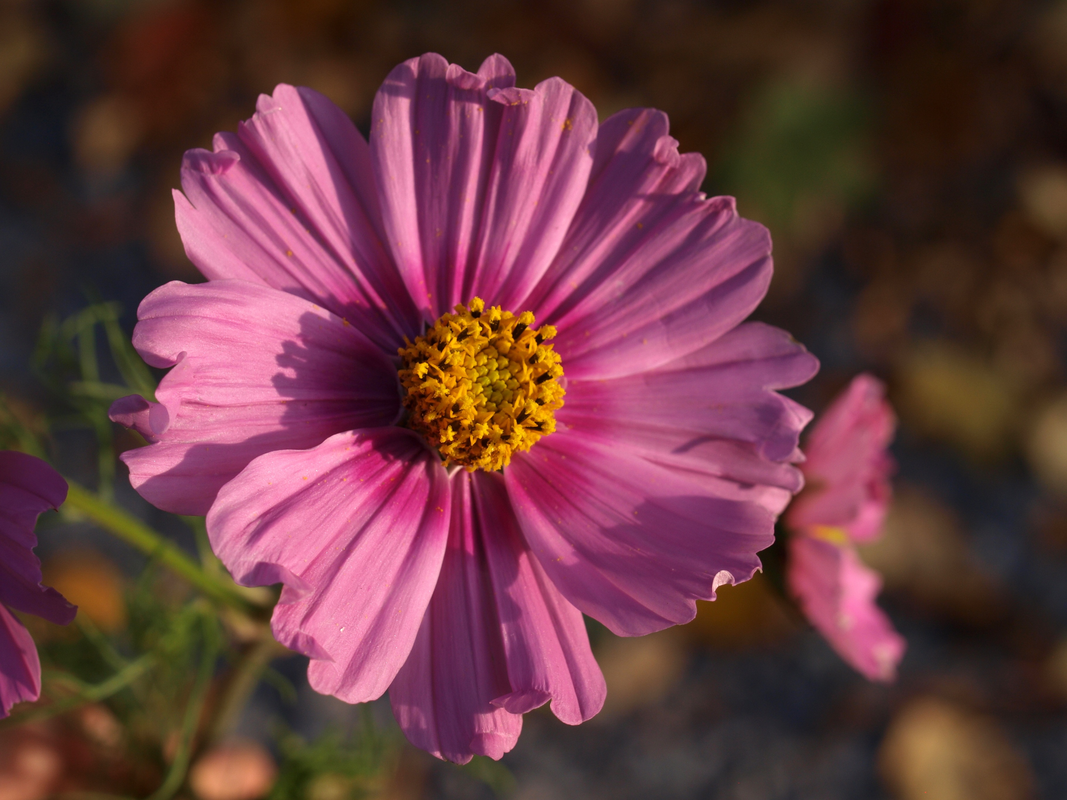 Aster Flower free image download