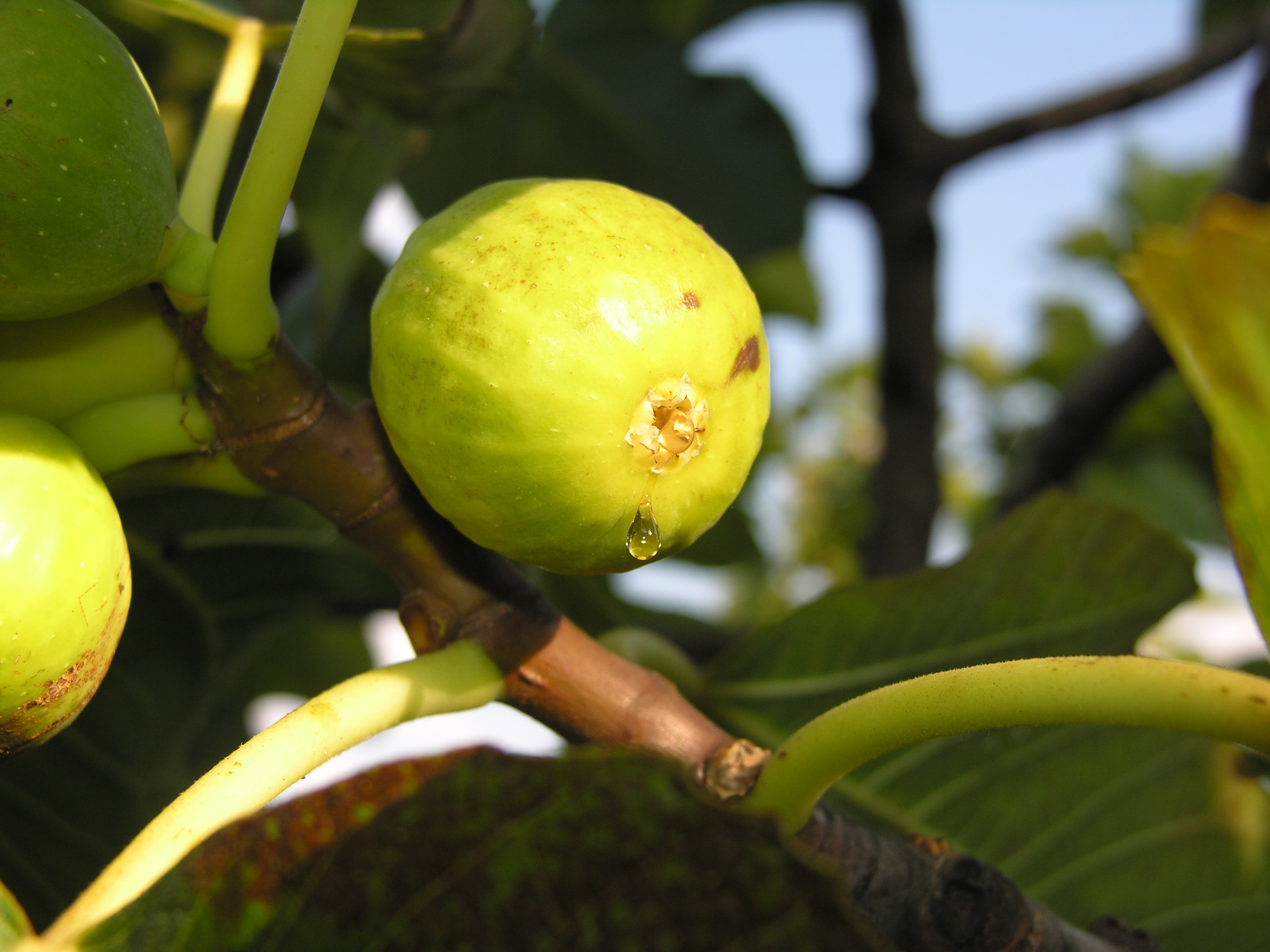 Fig Fruit Sweet free image download