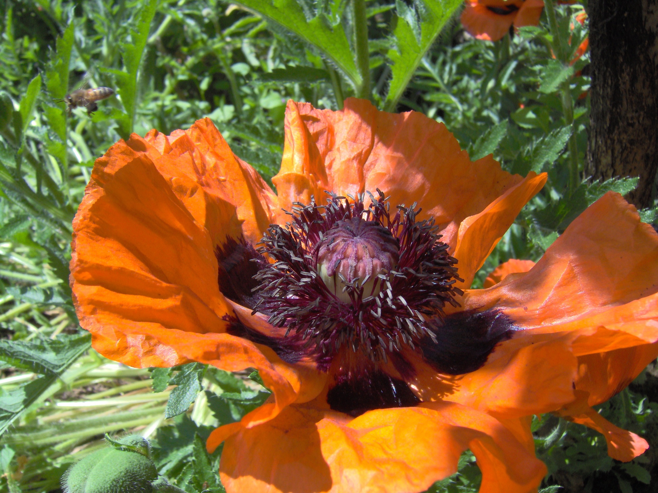 Poppy Flower Bloom free image download