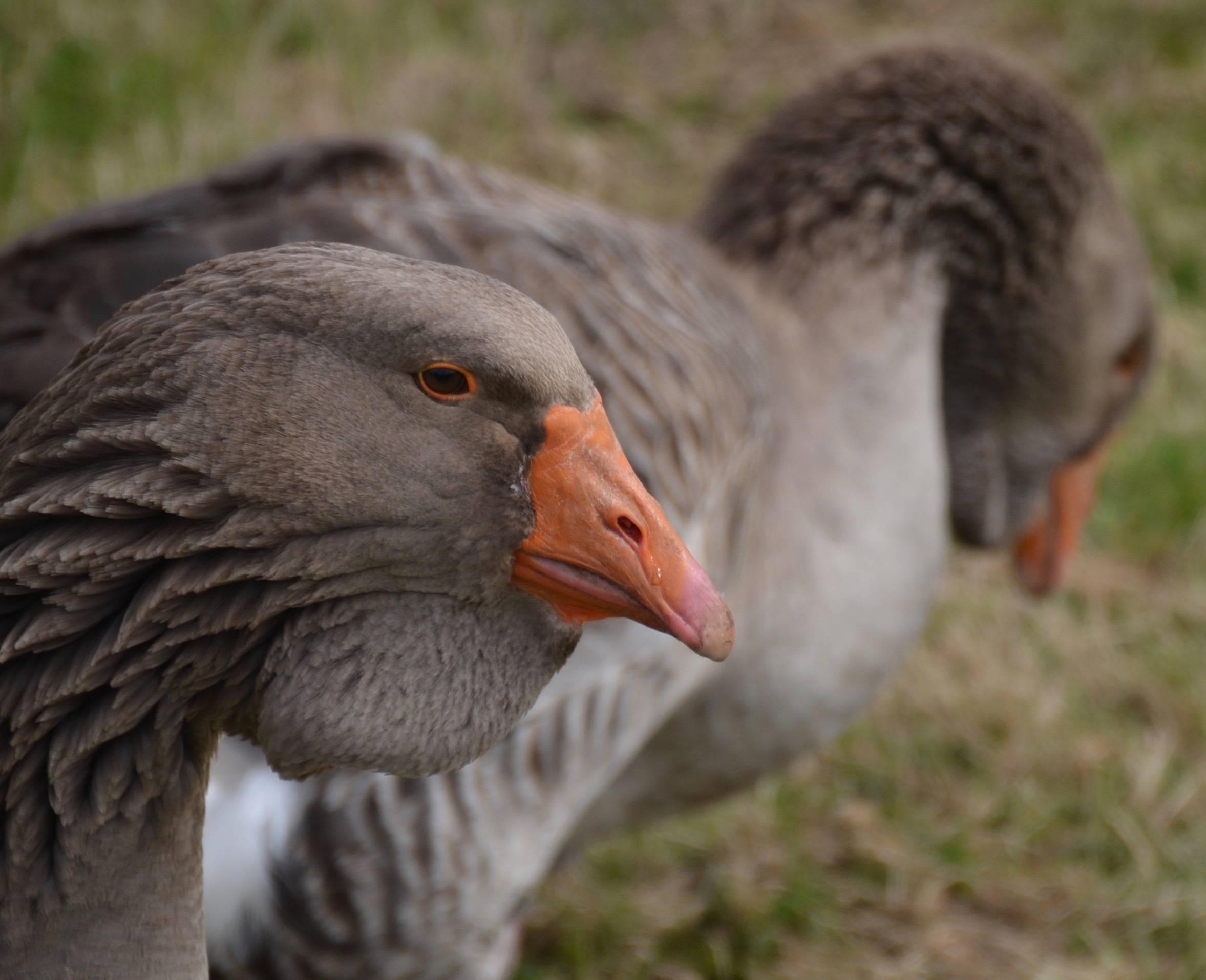 Goose Animal Bird free image download