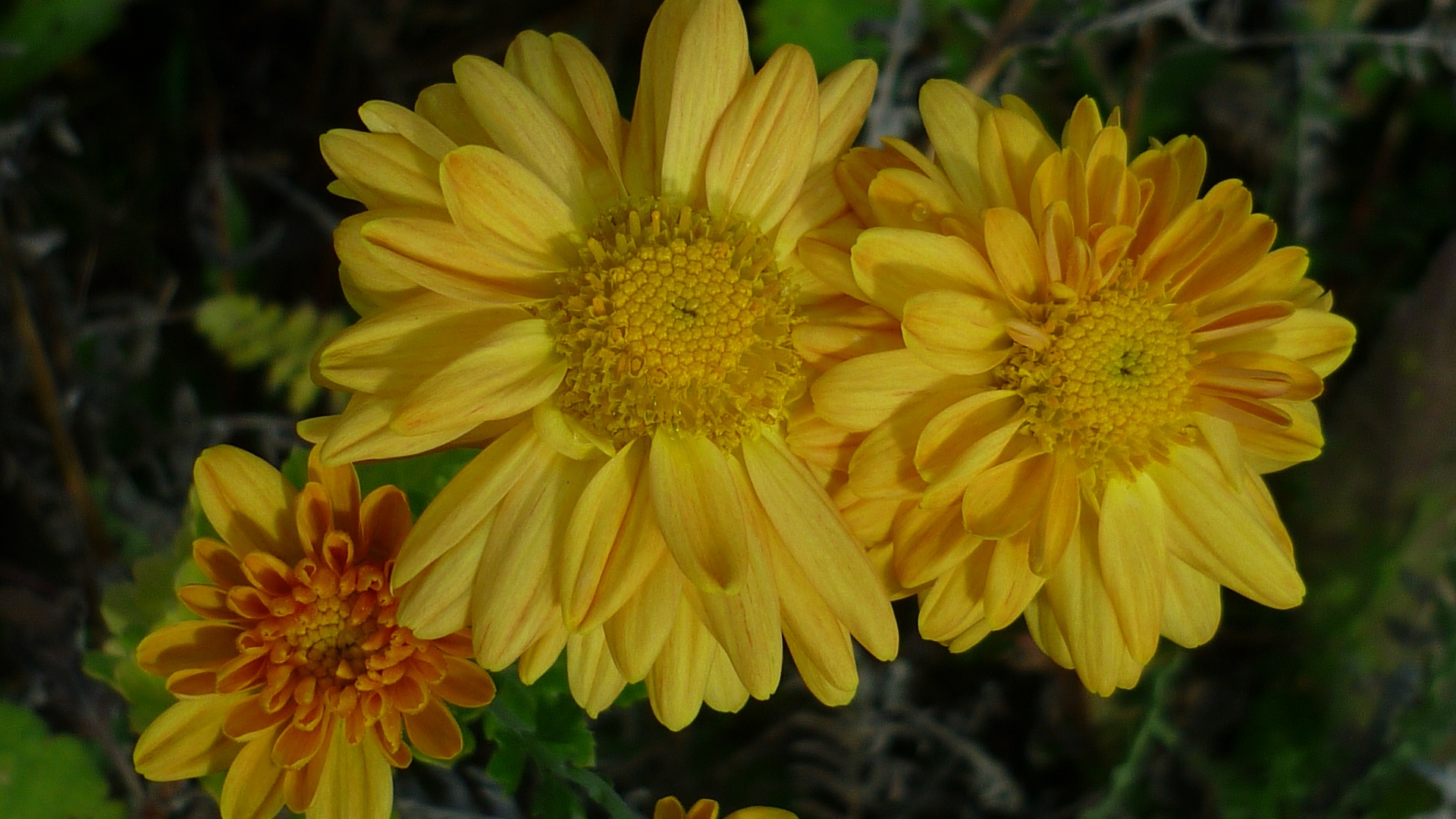 Aster Flower Yellow free image download