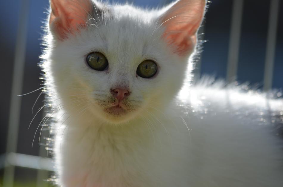 White Cat Kitten free image download