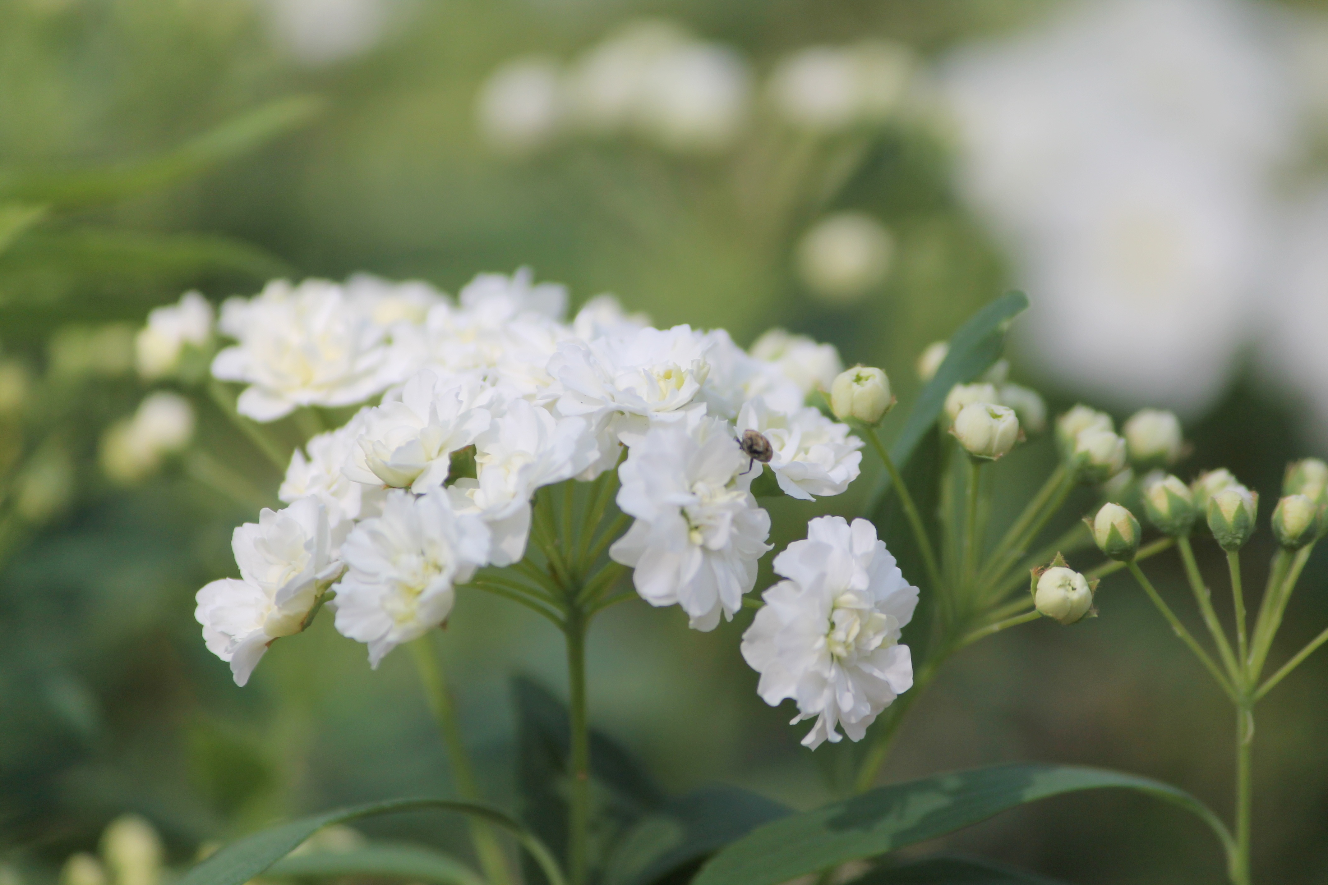 Nature Flower Buds Floral White free image download