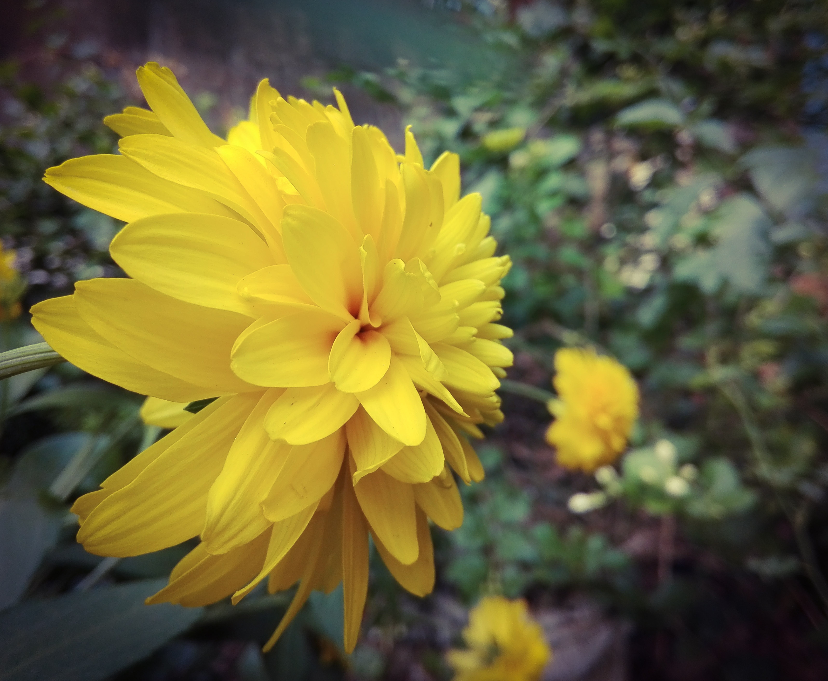 Flower Flora Bright free image download