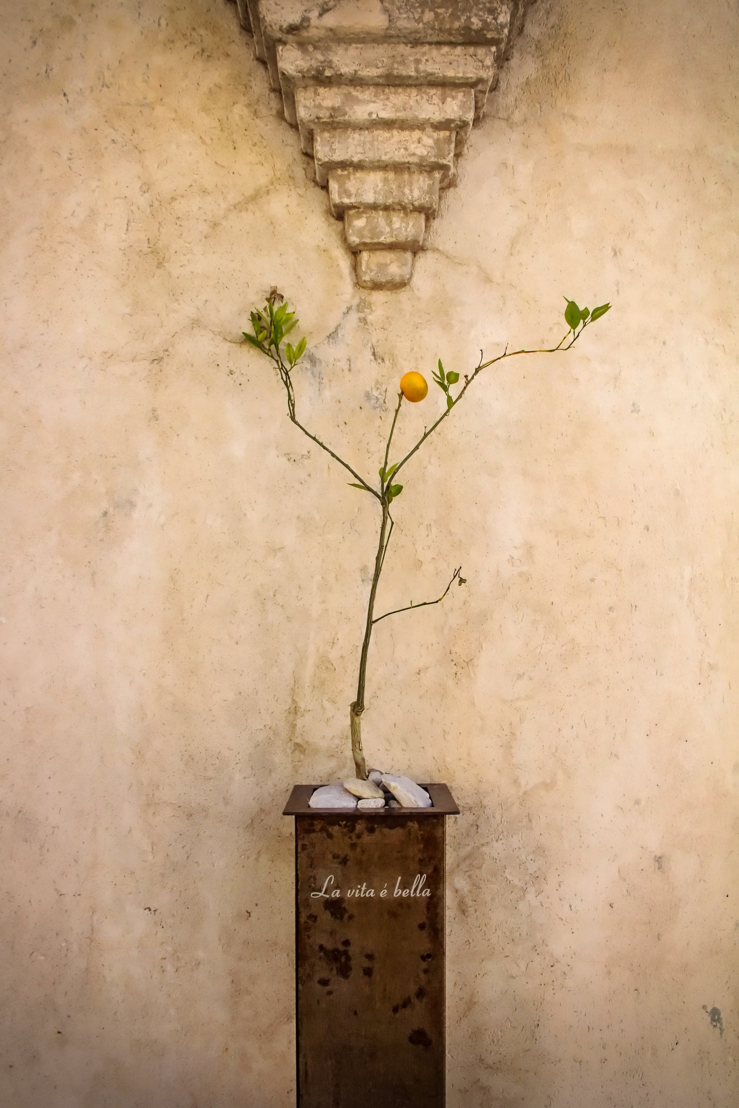 Wall Tangerine Tree free image download