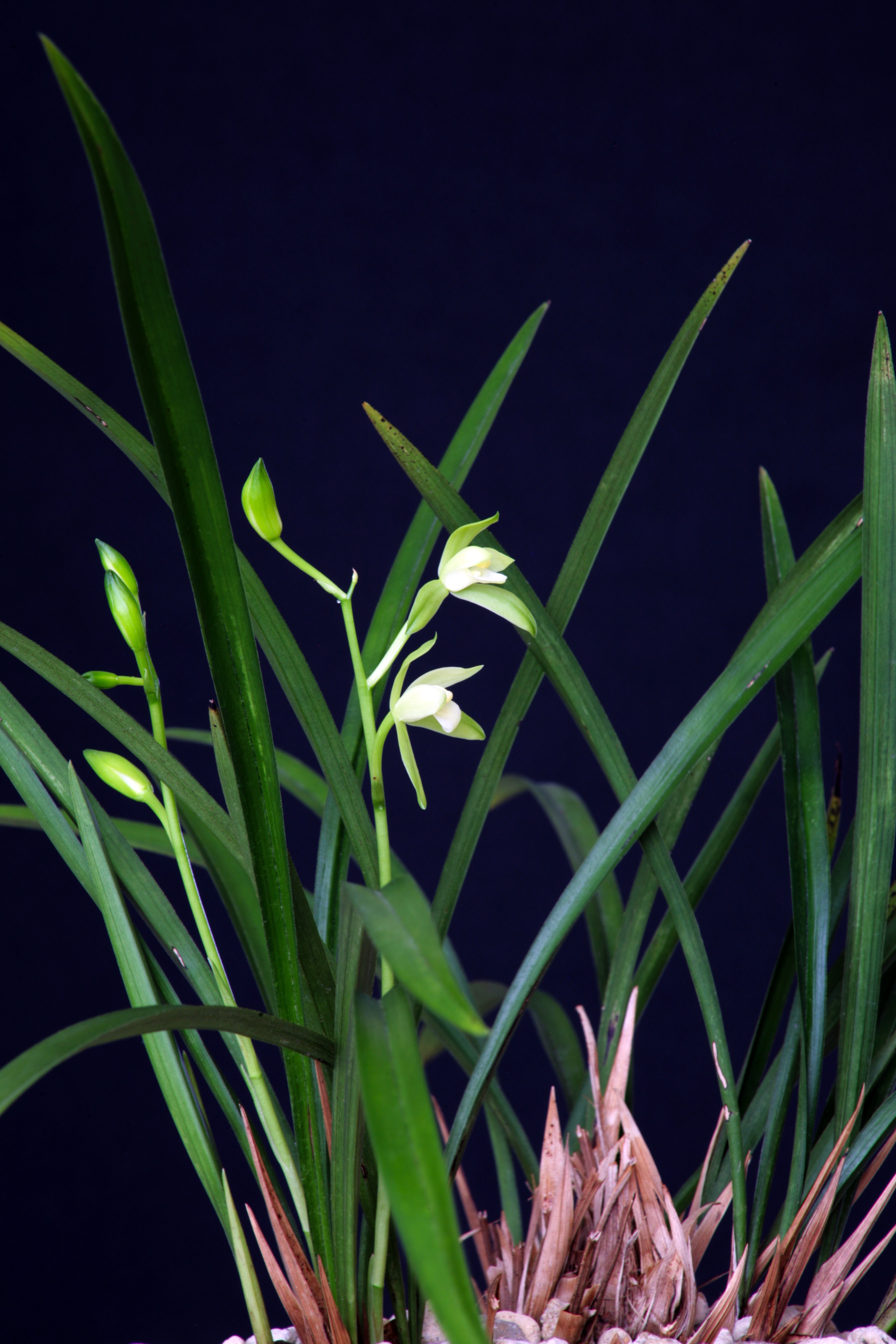 Orchid Plants Oriental free image download