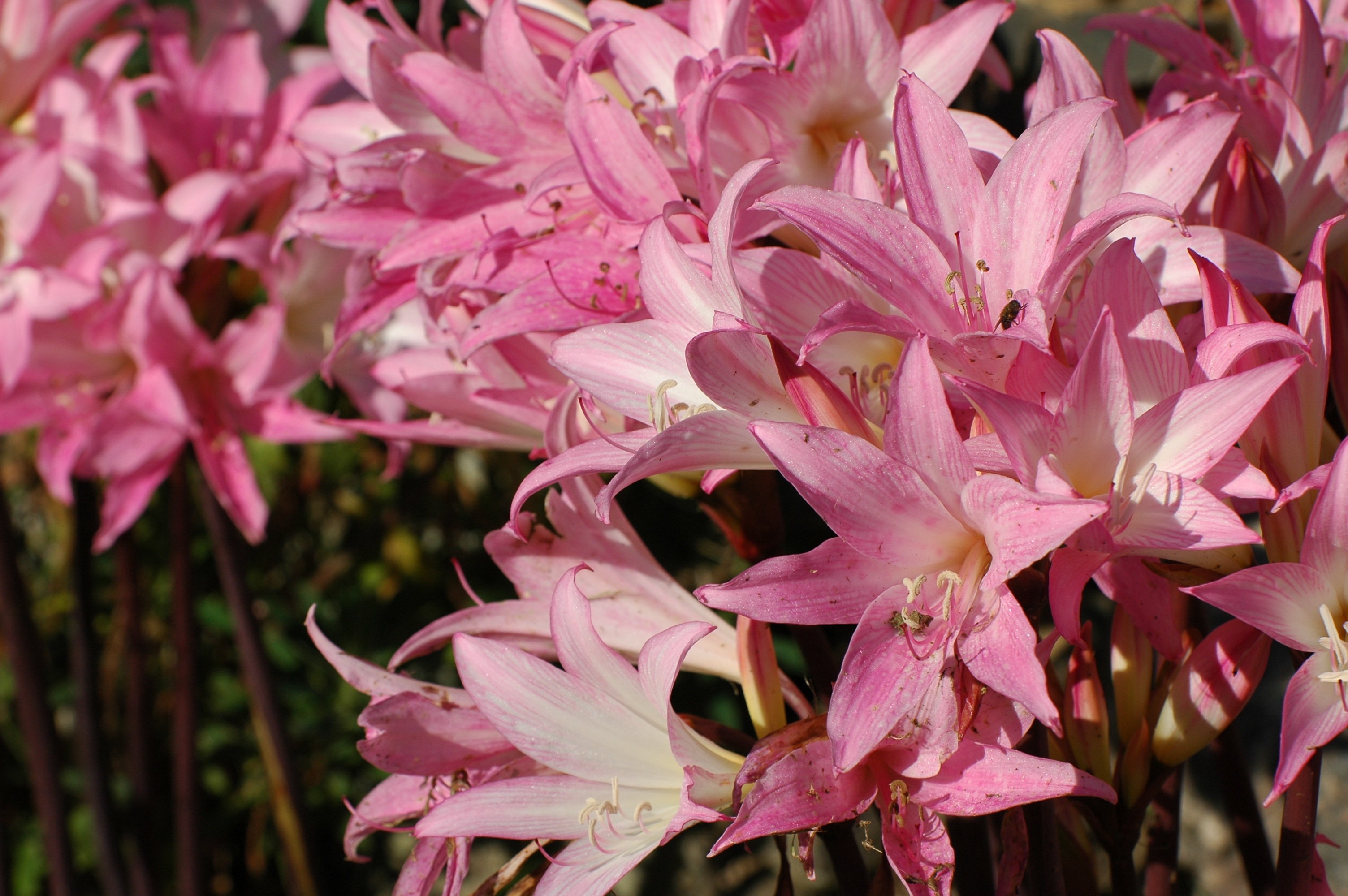 Lilies Flowers Pink free image download