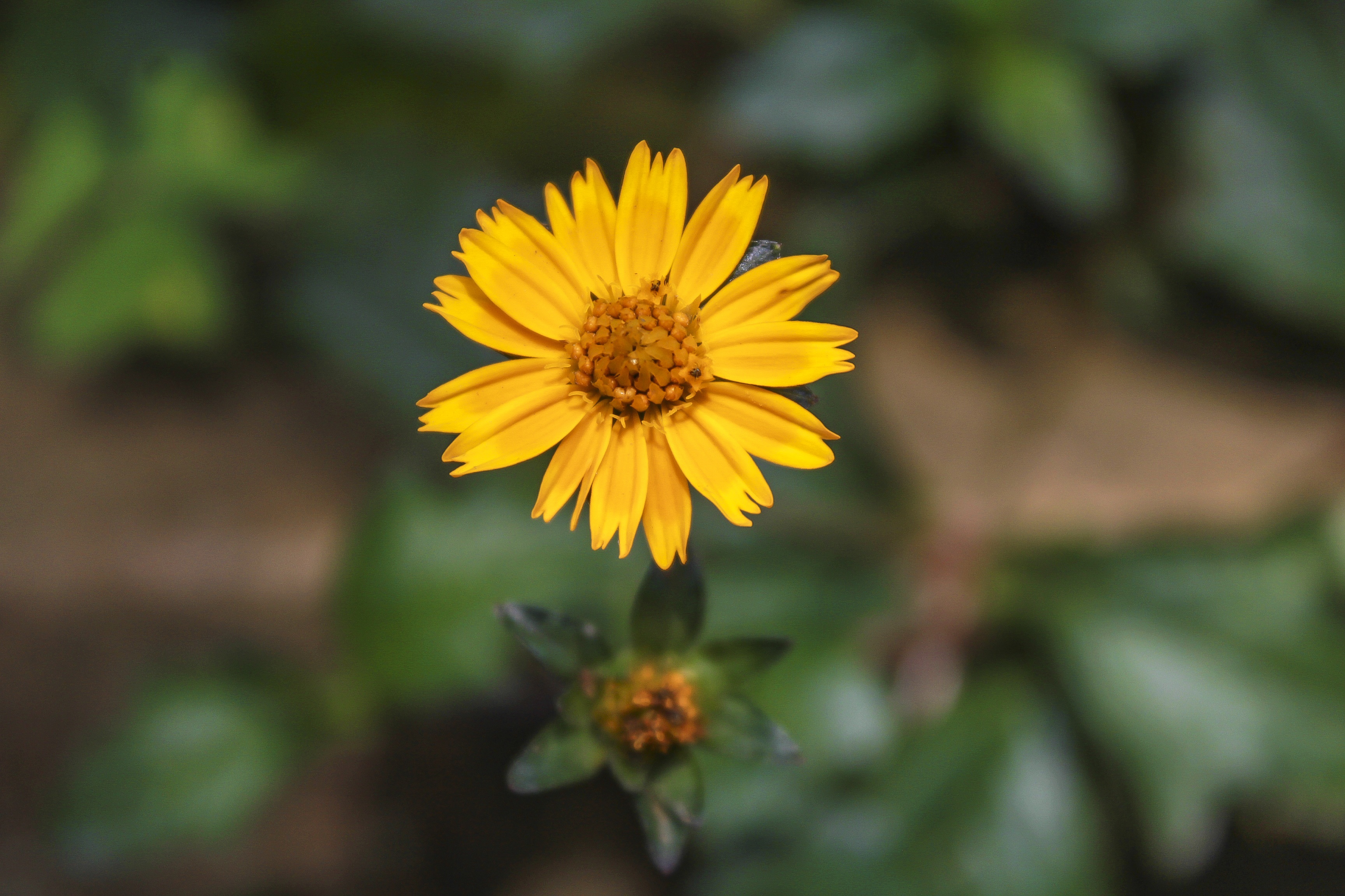 Flower Uganda Kampala free image download