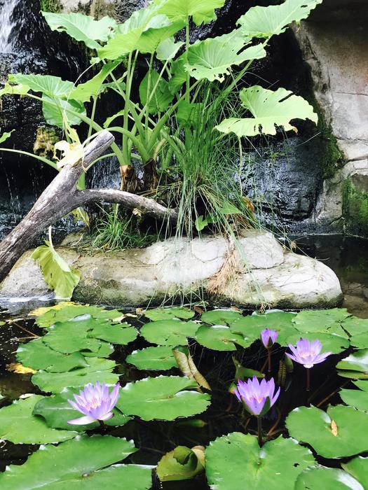 Pond Flower free image download