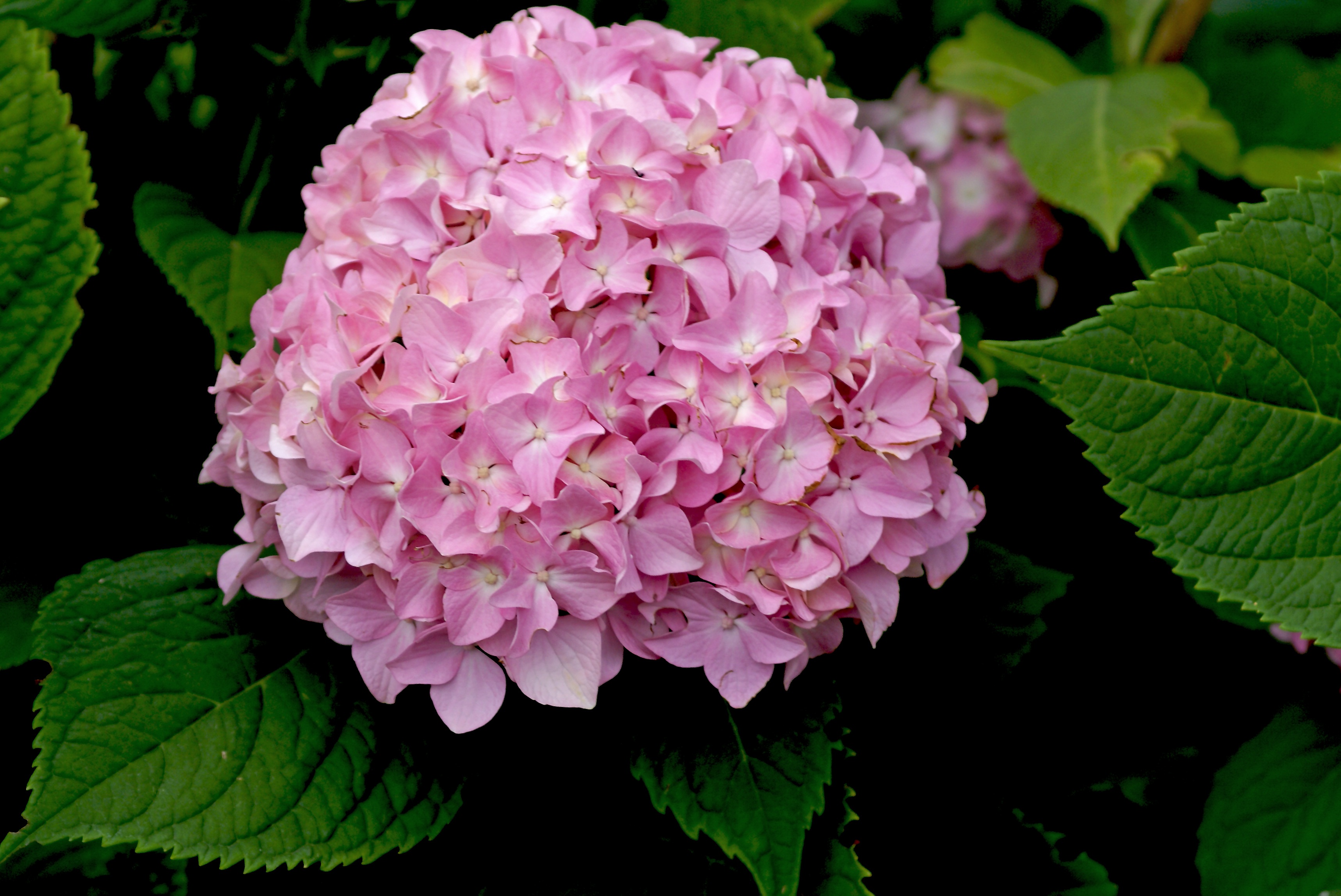 Flower Garden free image download