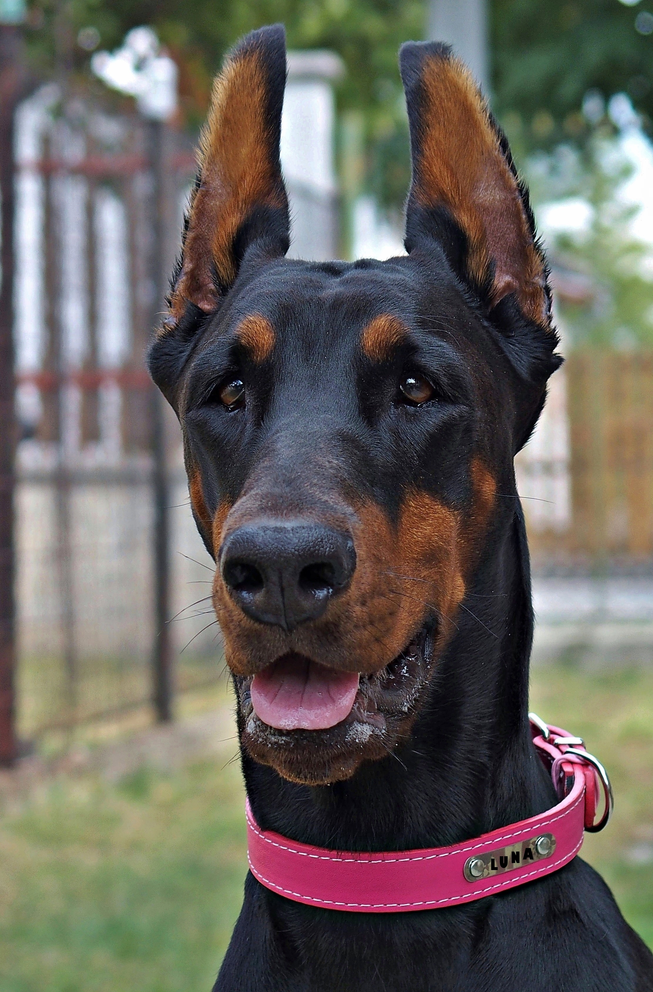 Doberman Head Pink Collar free image download