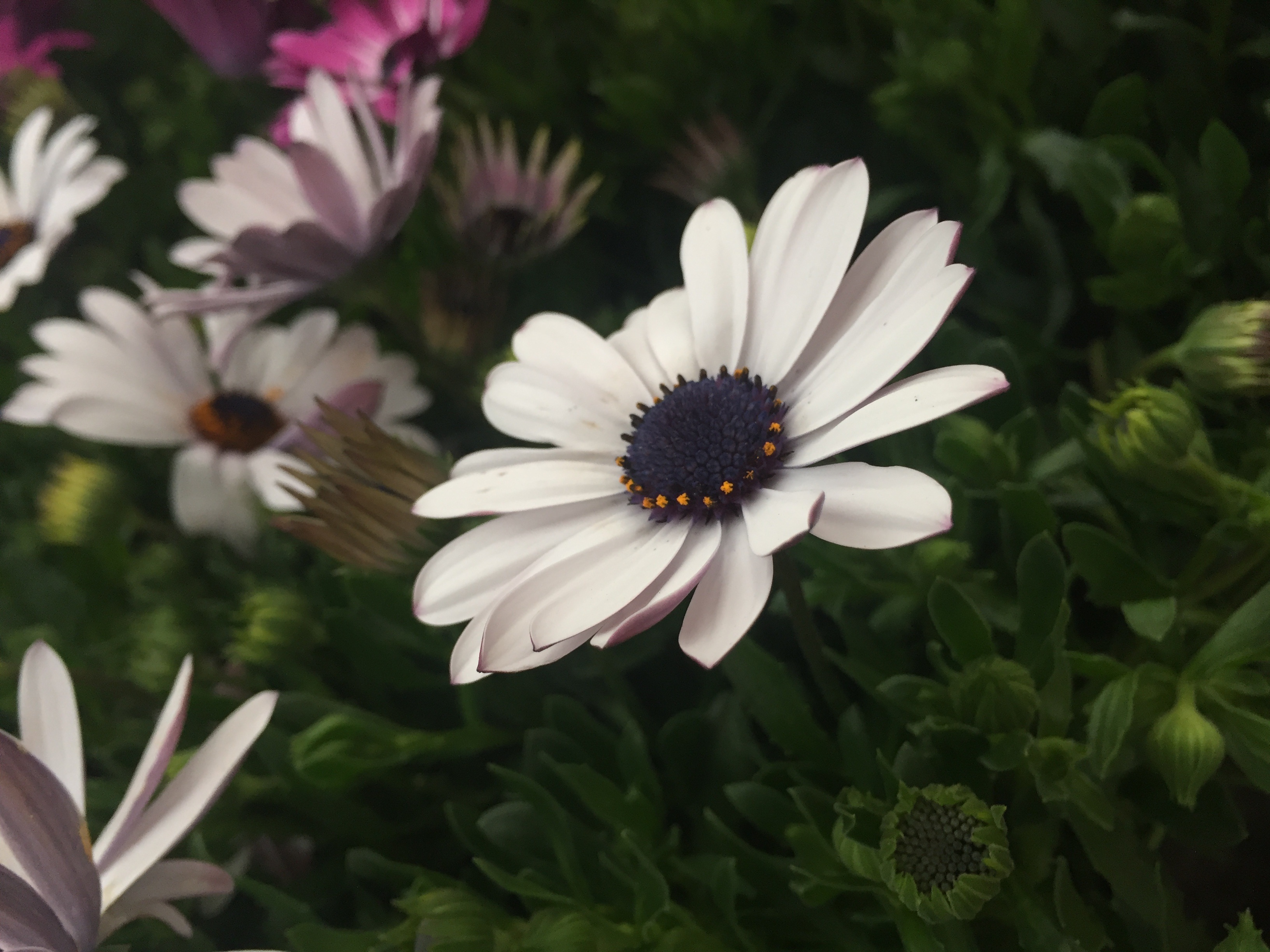 Flower Plant Nature free image download