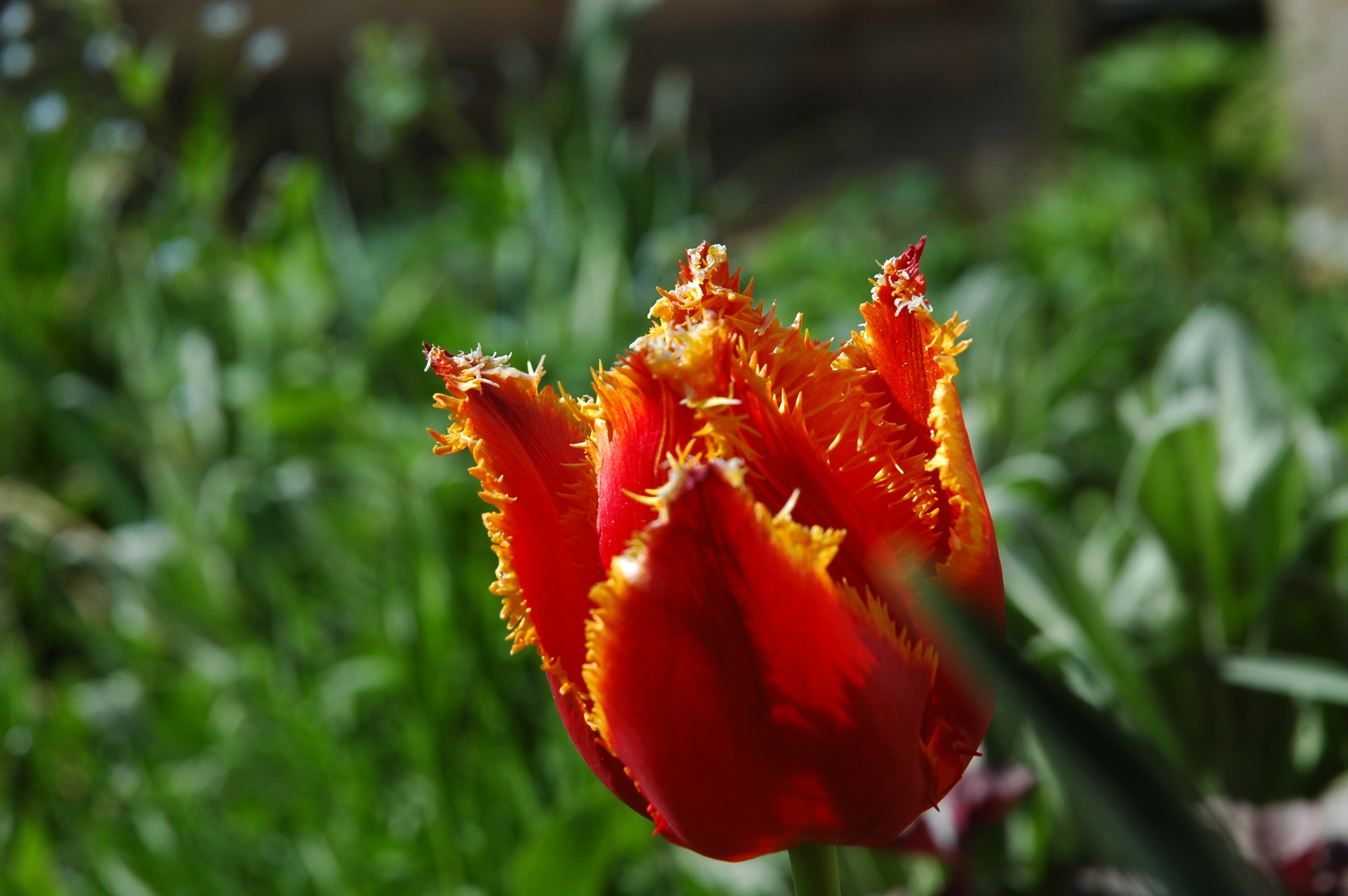 Nature Flower Plant free image download