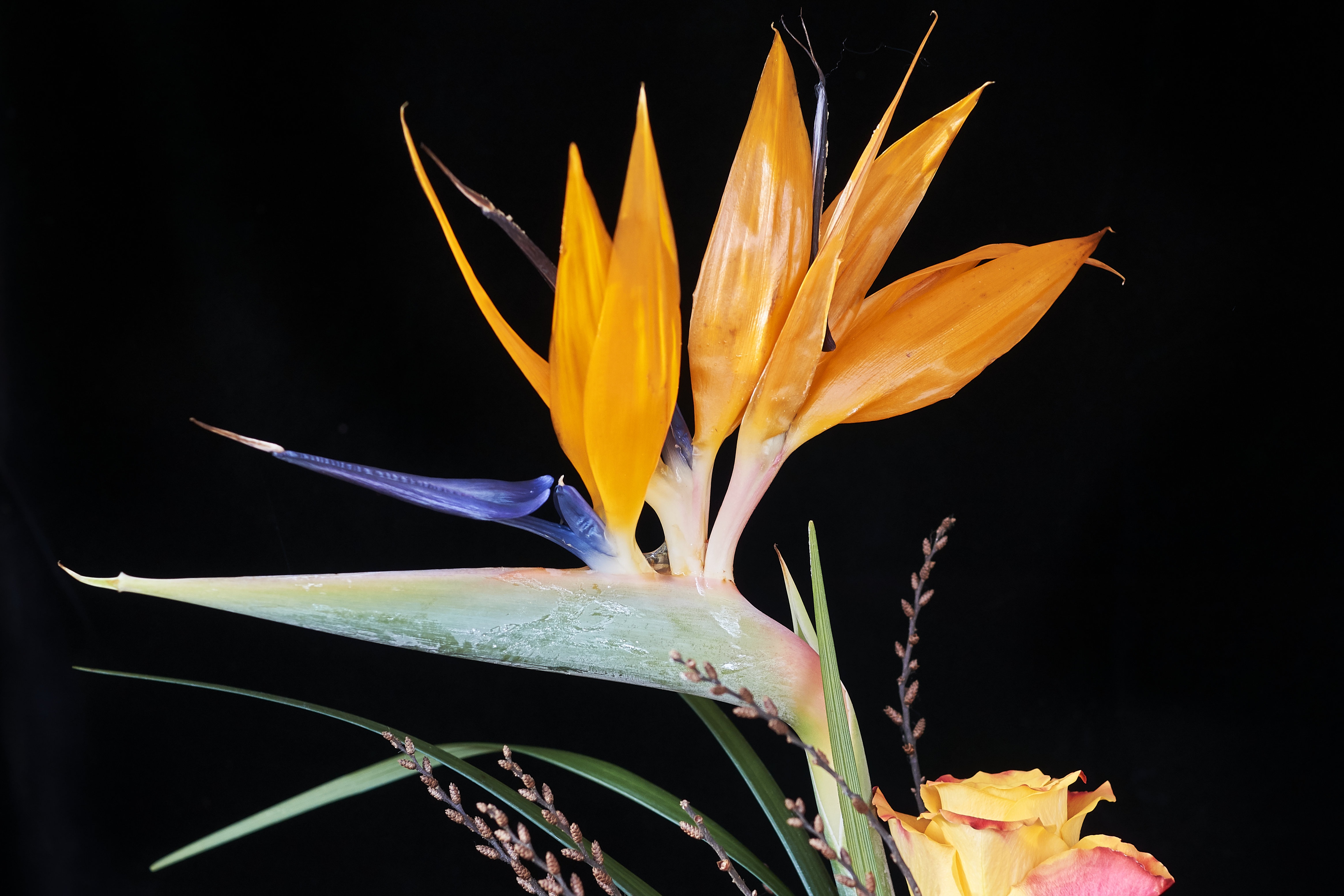 Nature Flower Plant free image download