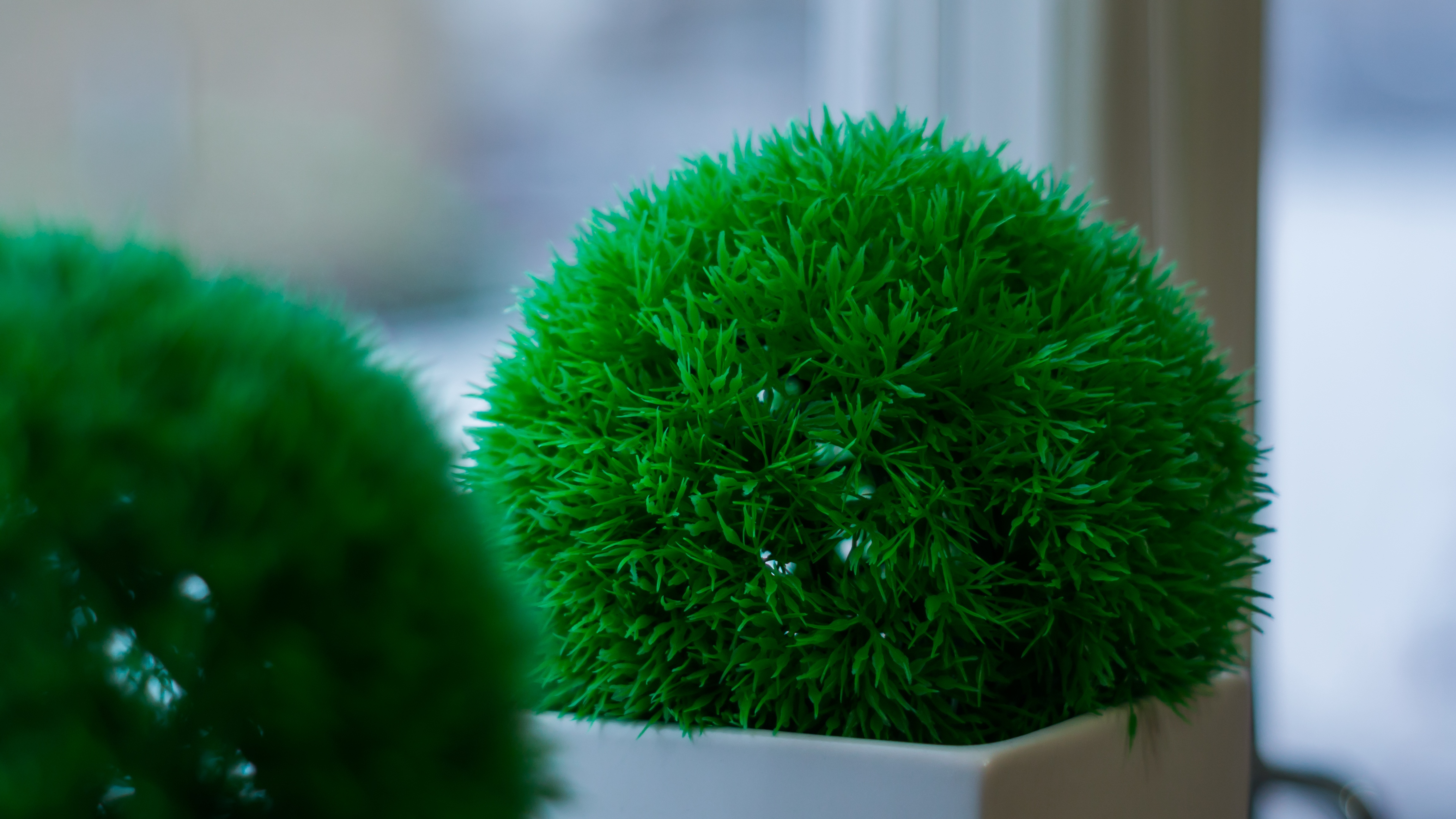 Flora Growth Nature free image download