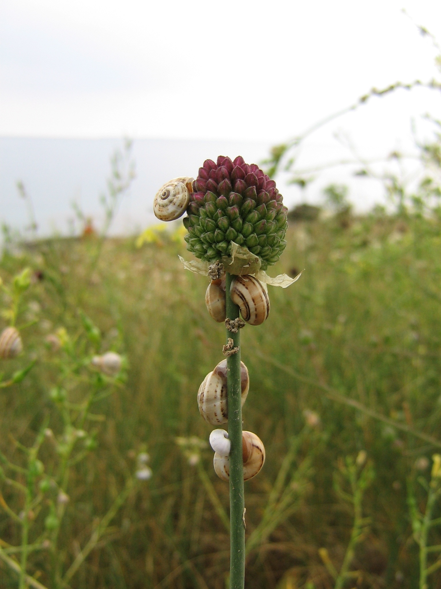 Snails Wild Garlic Gastropod free image download