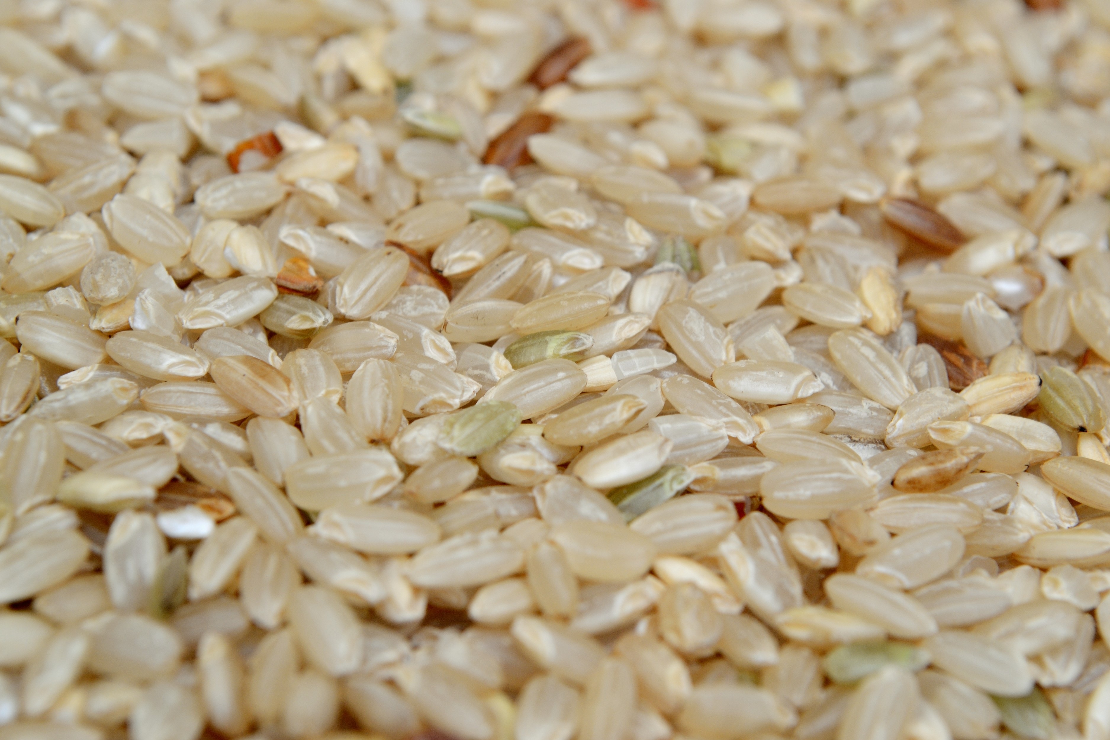 Dried rice grains free image download