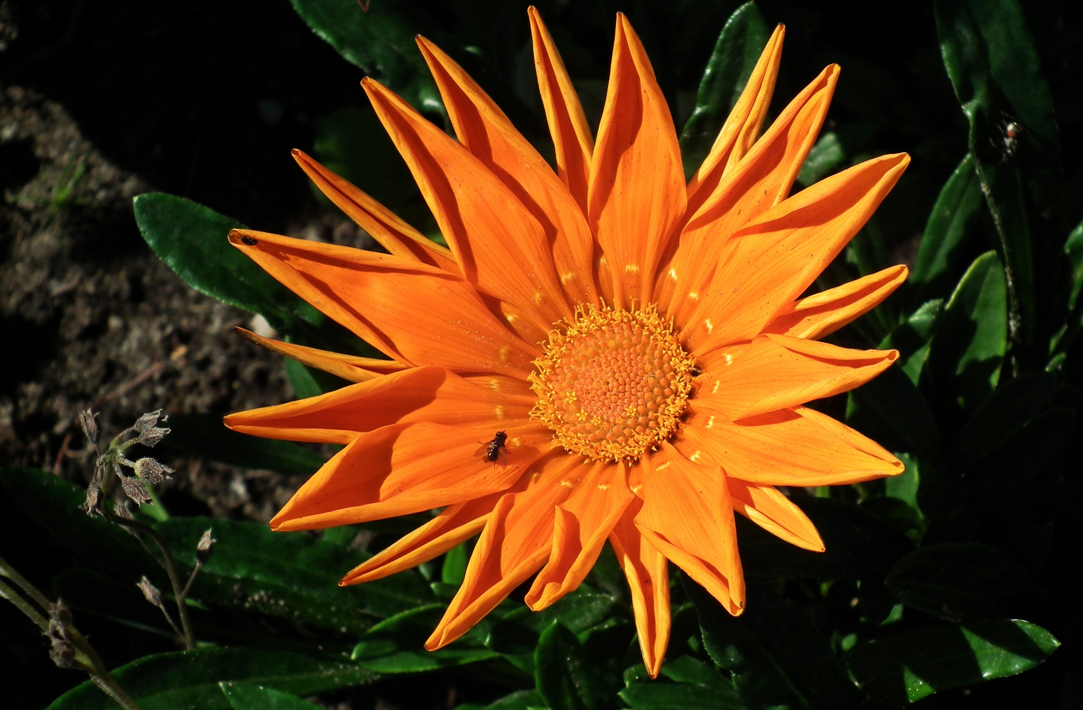 Plant Nature Flower free image download