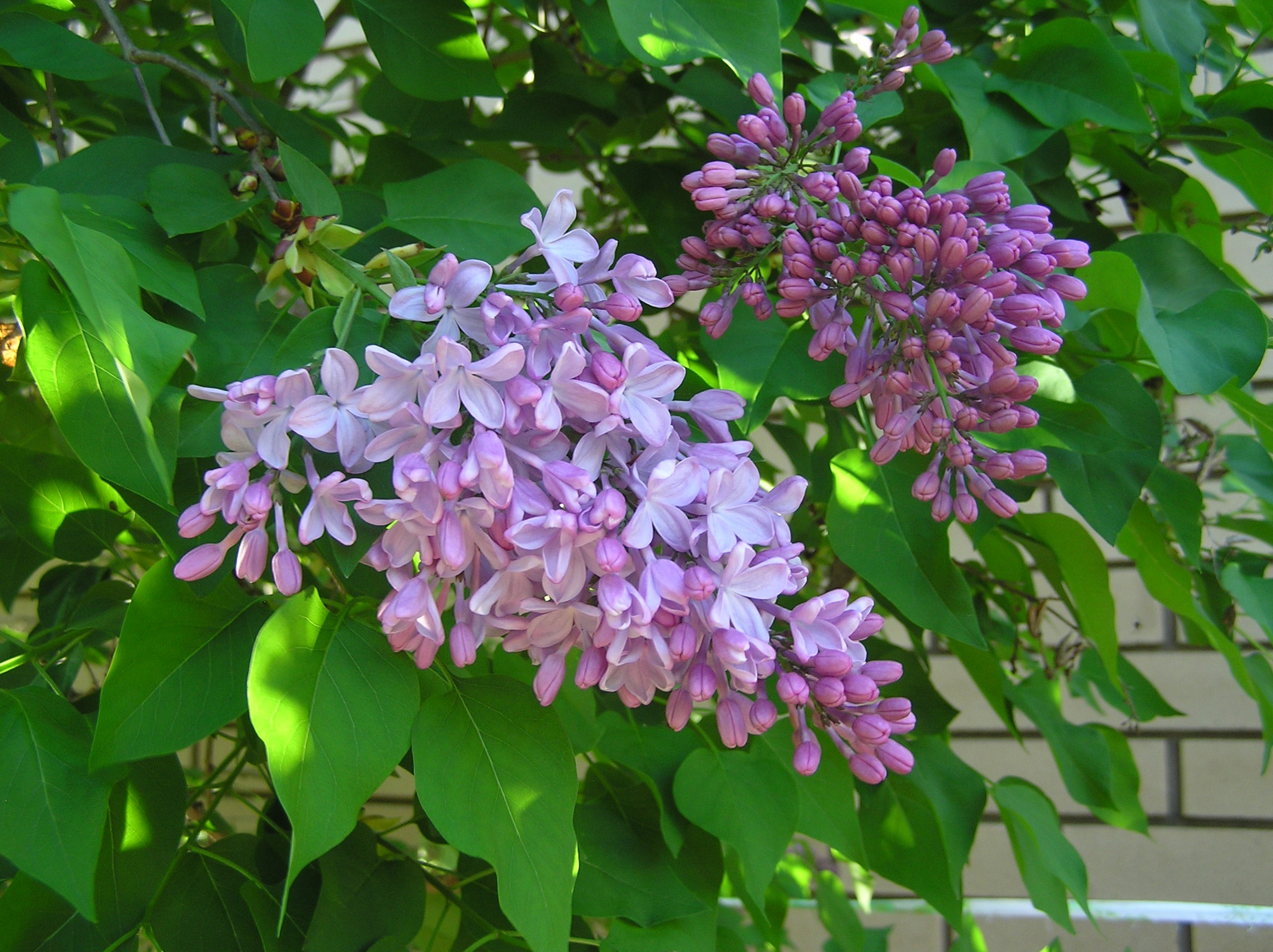 Spring Lilac Tree free image download