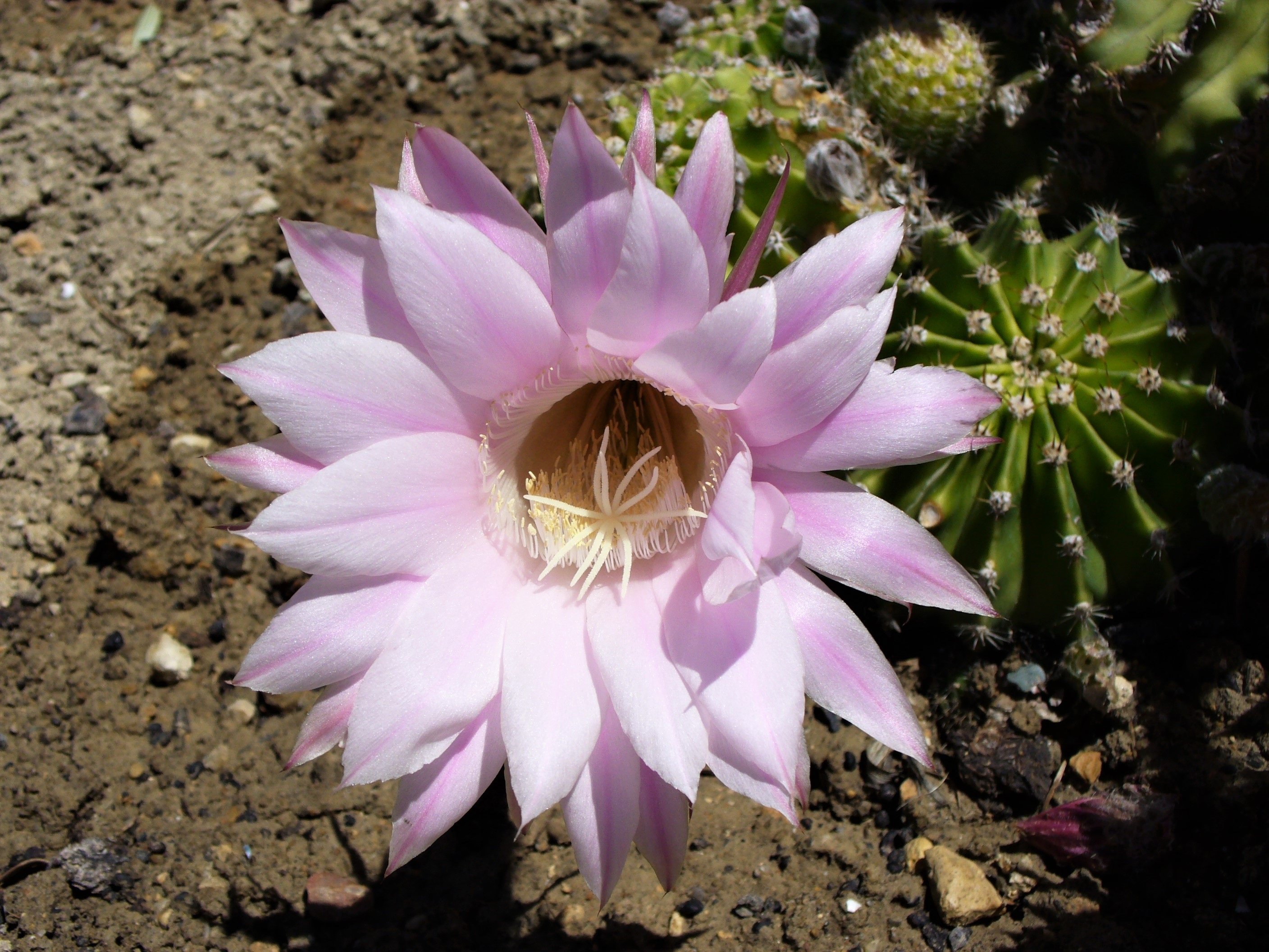 Beautiful unusual flower free image download