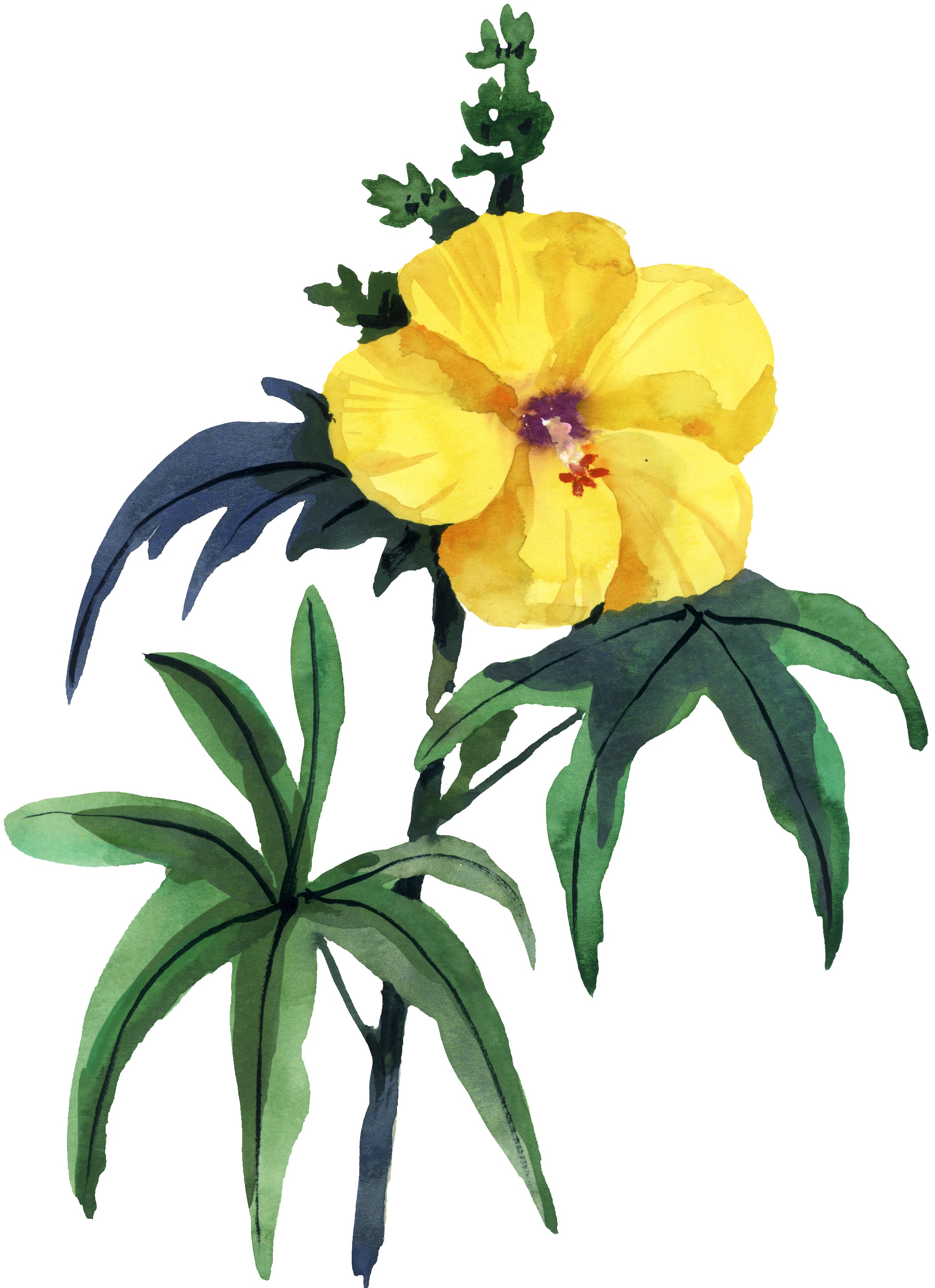 Flower beauty free image download