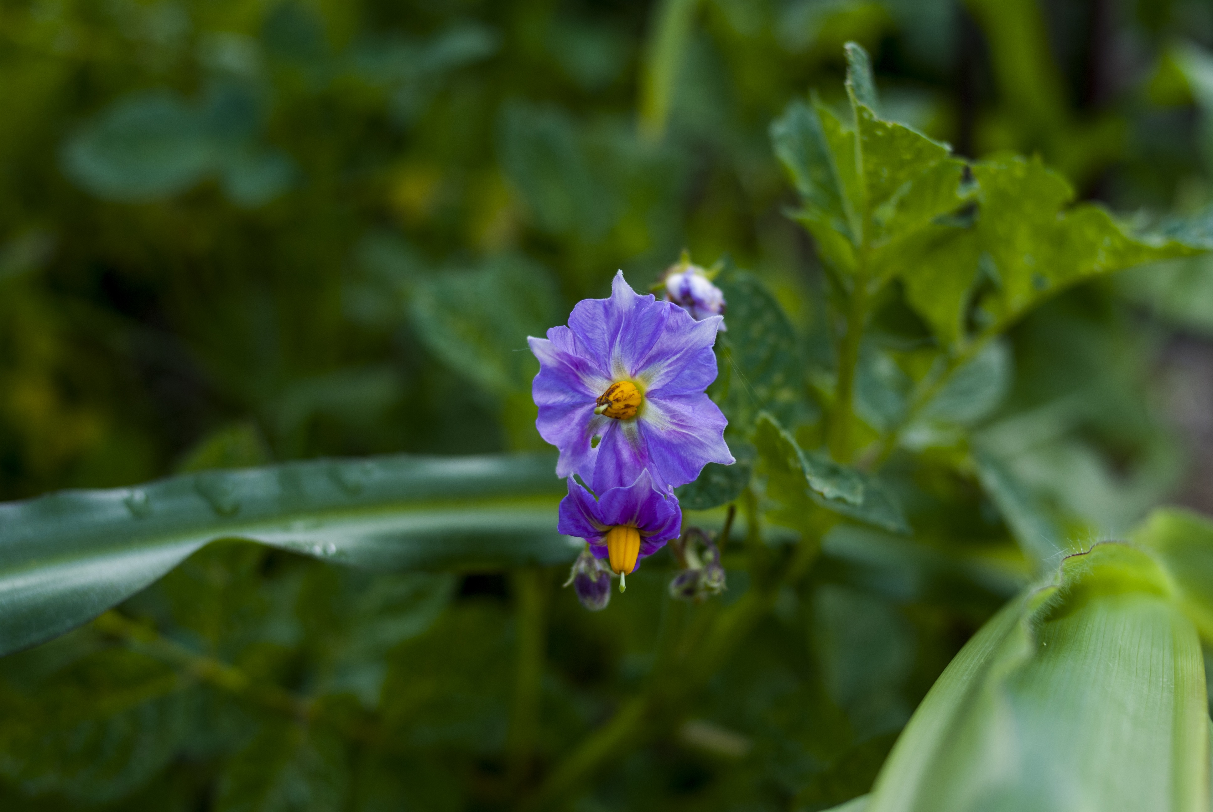 Nature Flower Plant free image download