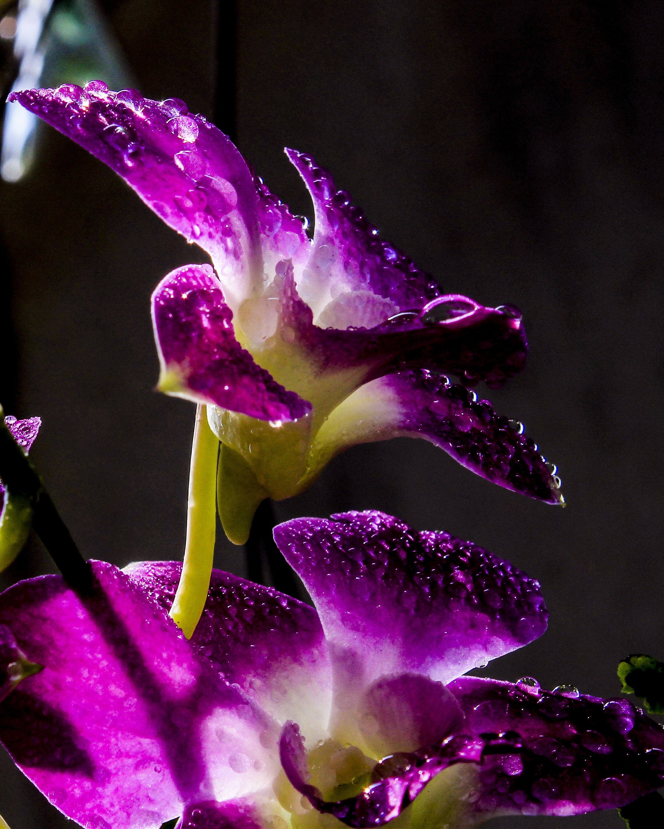 After Buy Flower free image download