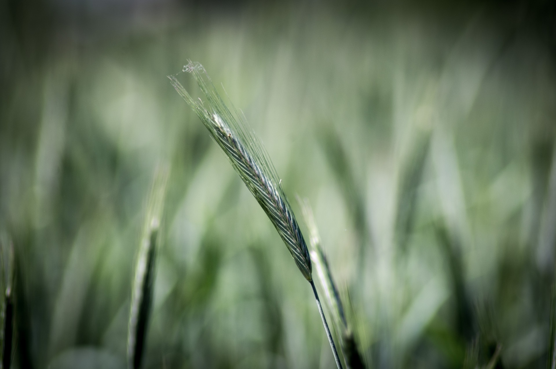 Growth Flora Nature free image download